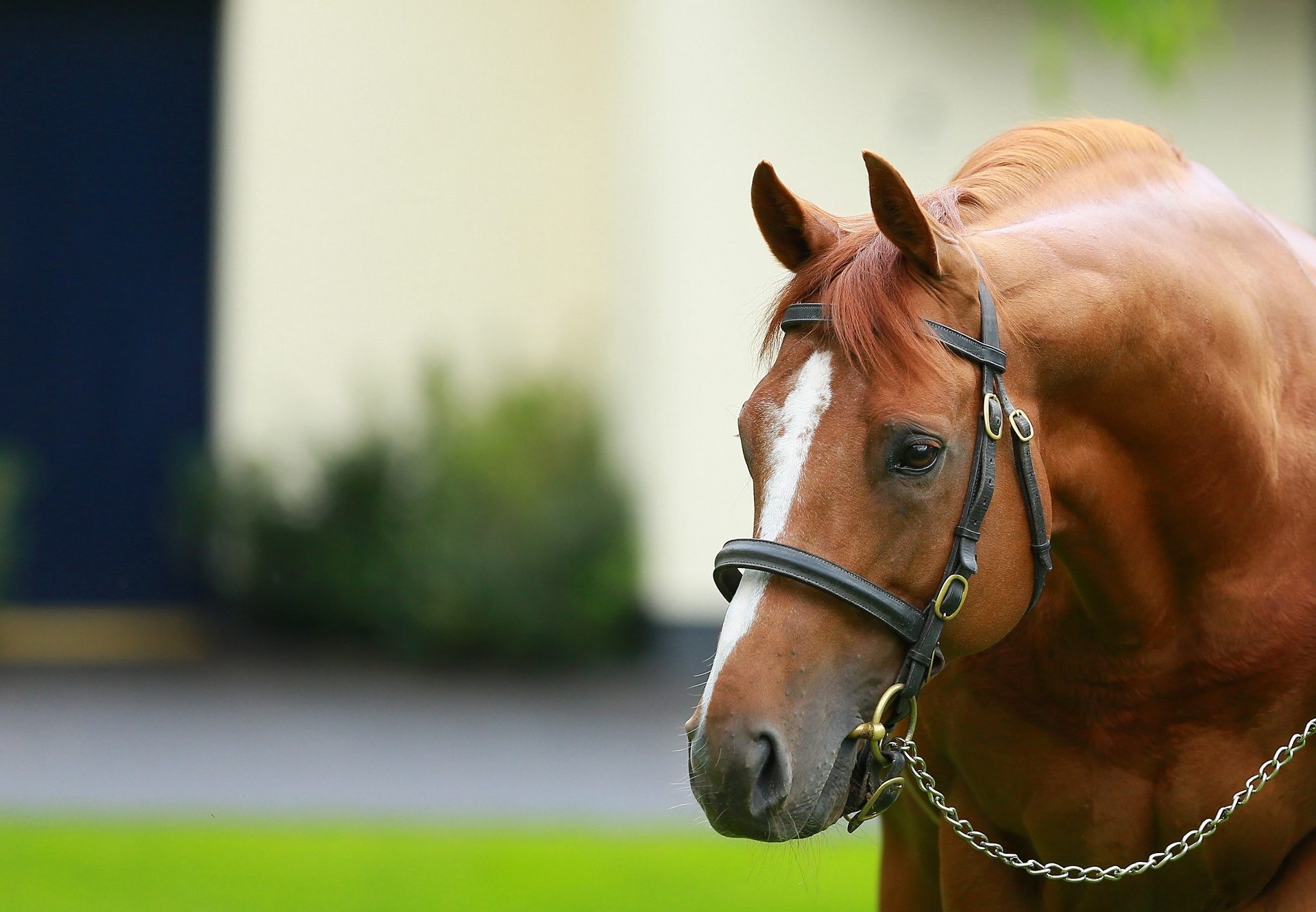 Ruler Of The World In The Stallion Yard