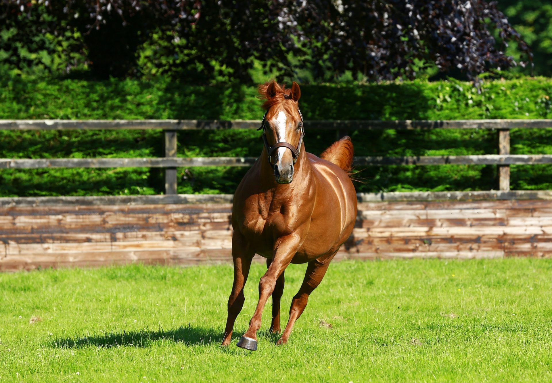 Ruler Of The World Paddock Shot