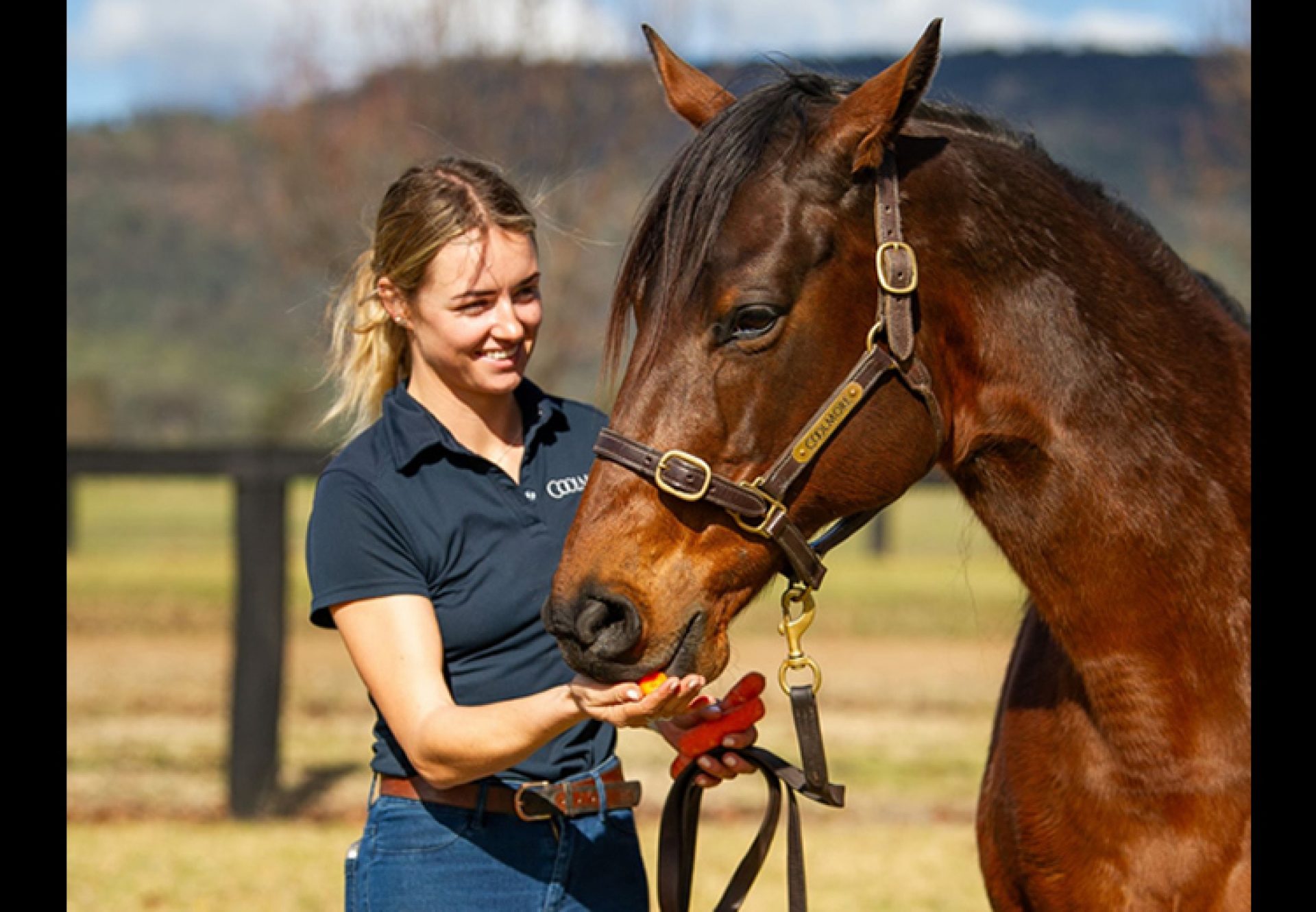 Sea Siren (Fastnet Rock) at Coolmore Australia