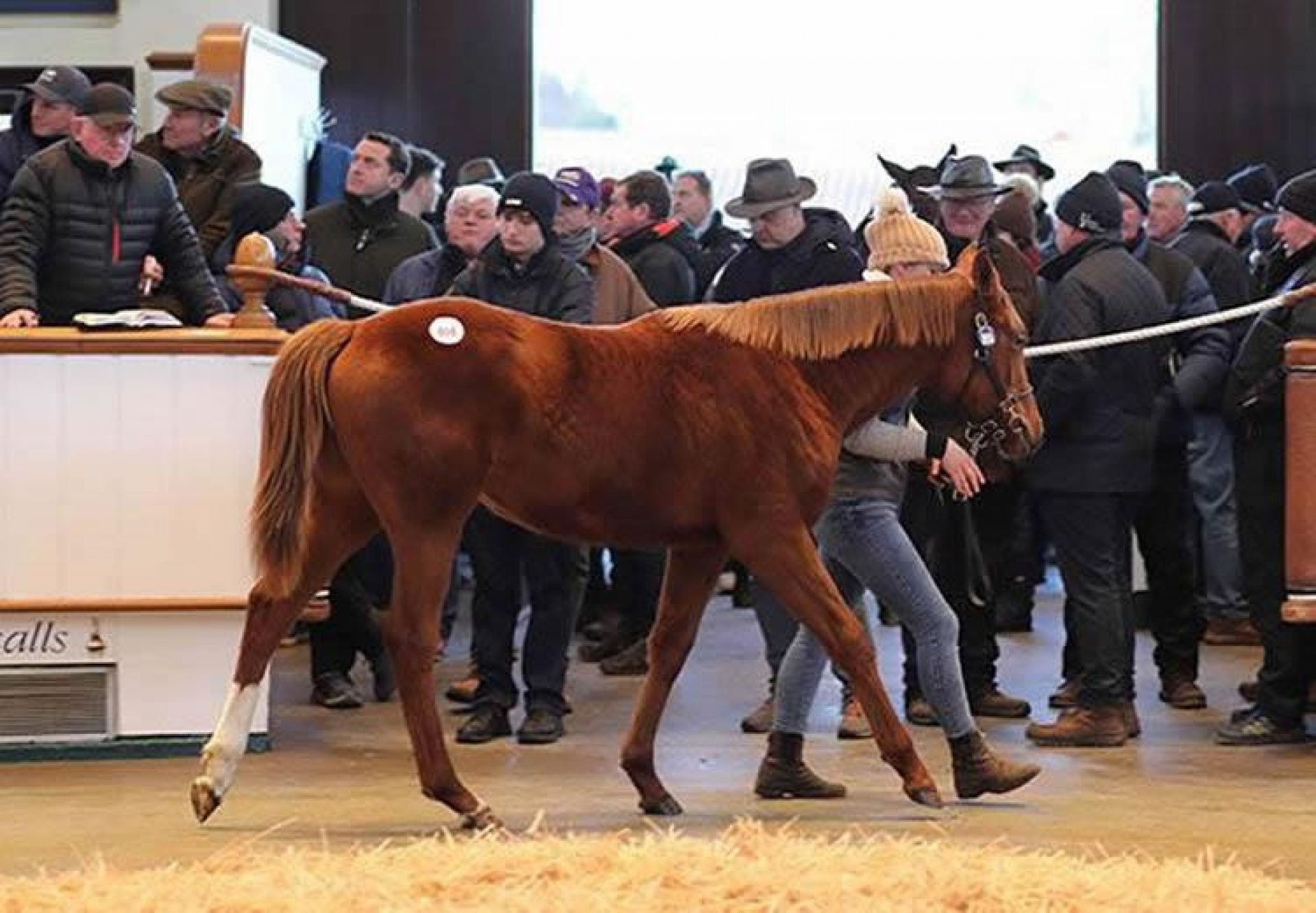 St Mark's Basilica X Talent filly sells for 575,000gns