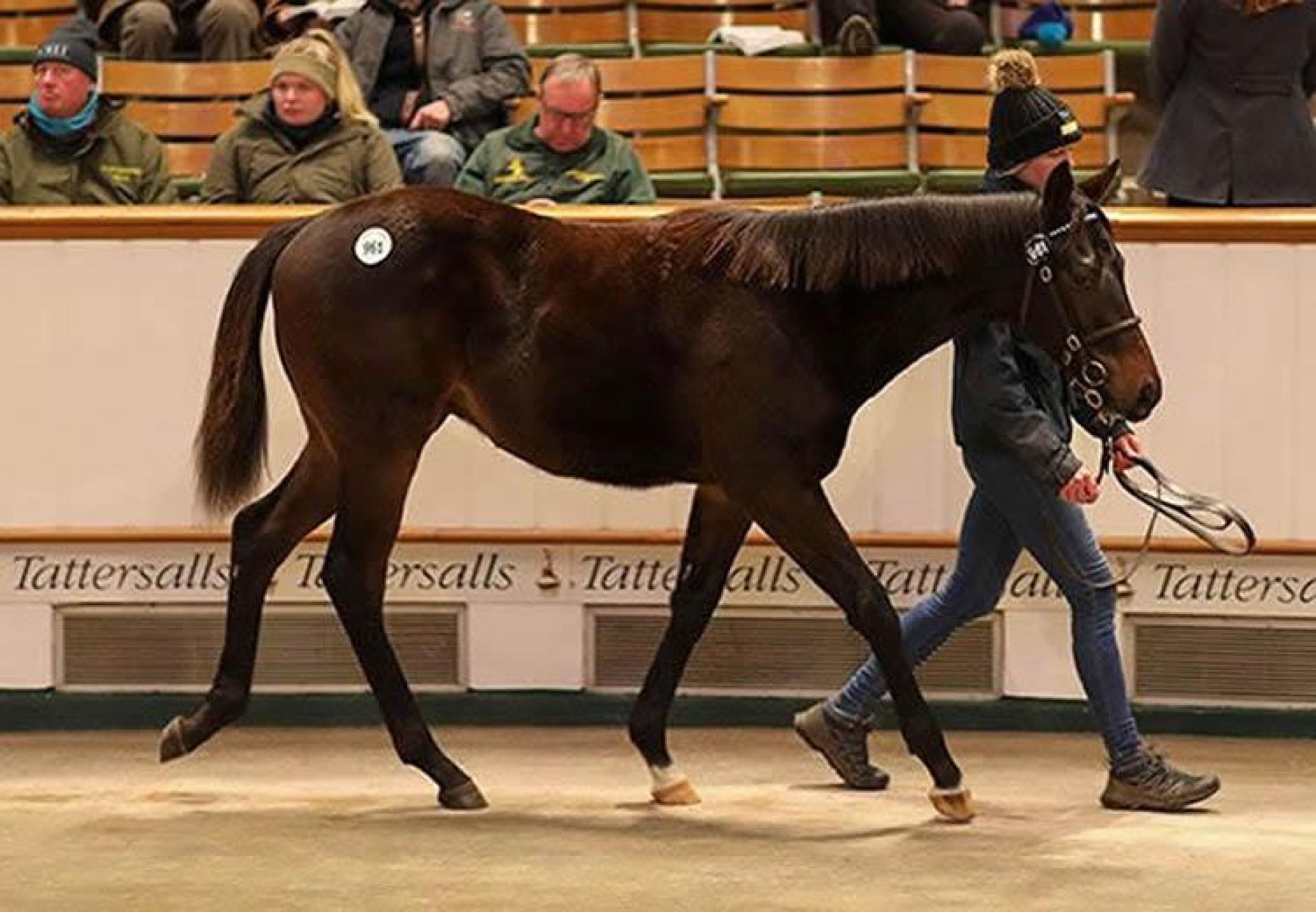 Starspangledbanner X Mosa Mine colt foal selling for 450,000gns