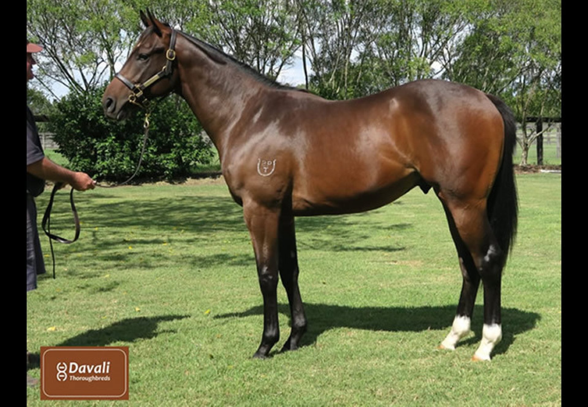 So You Think X Andresa yearling colt conformation shot