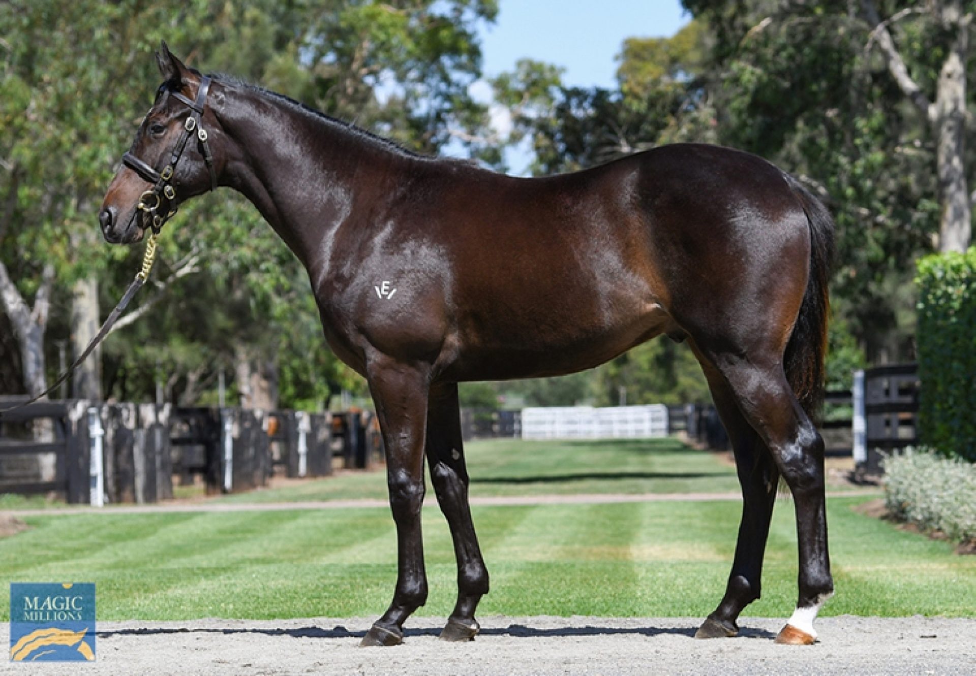 So You Think X Bobine yearling colt conformations shot