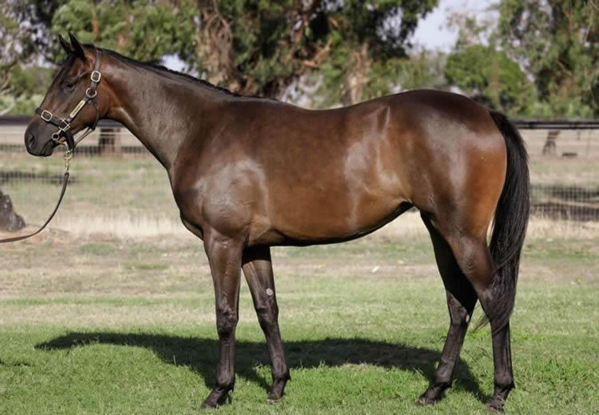 So You Think X Zazparella yearling filly