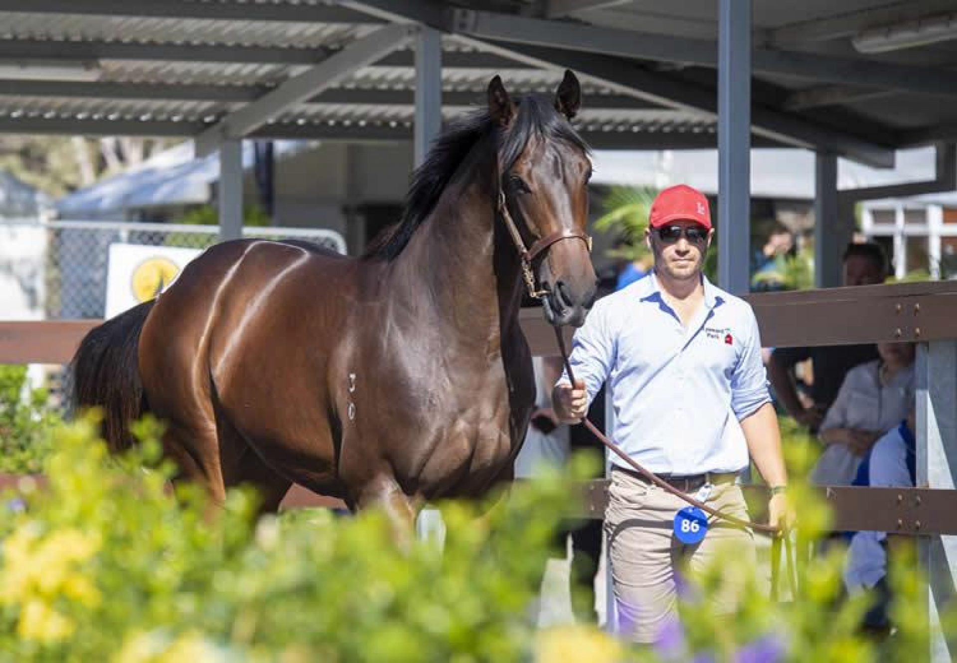 So You Think X Black In Time yearling colt