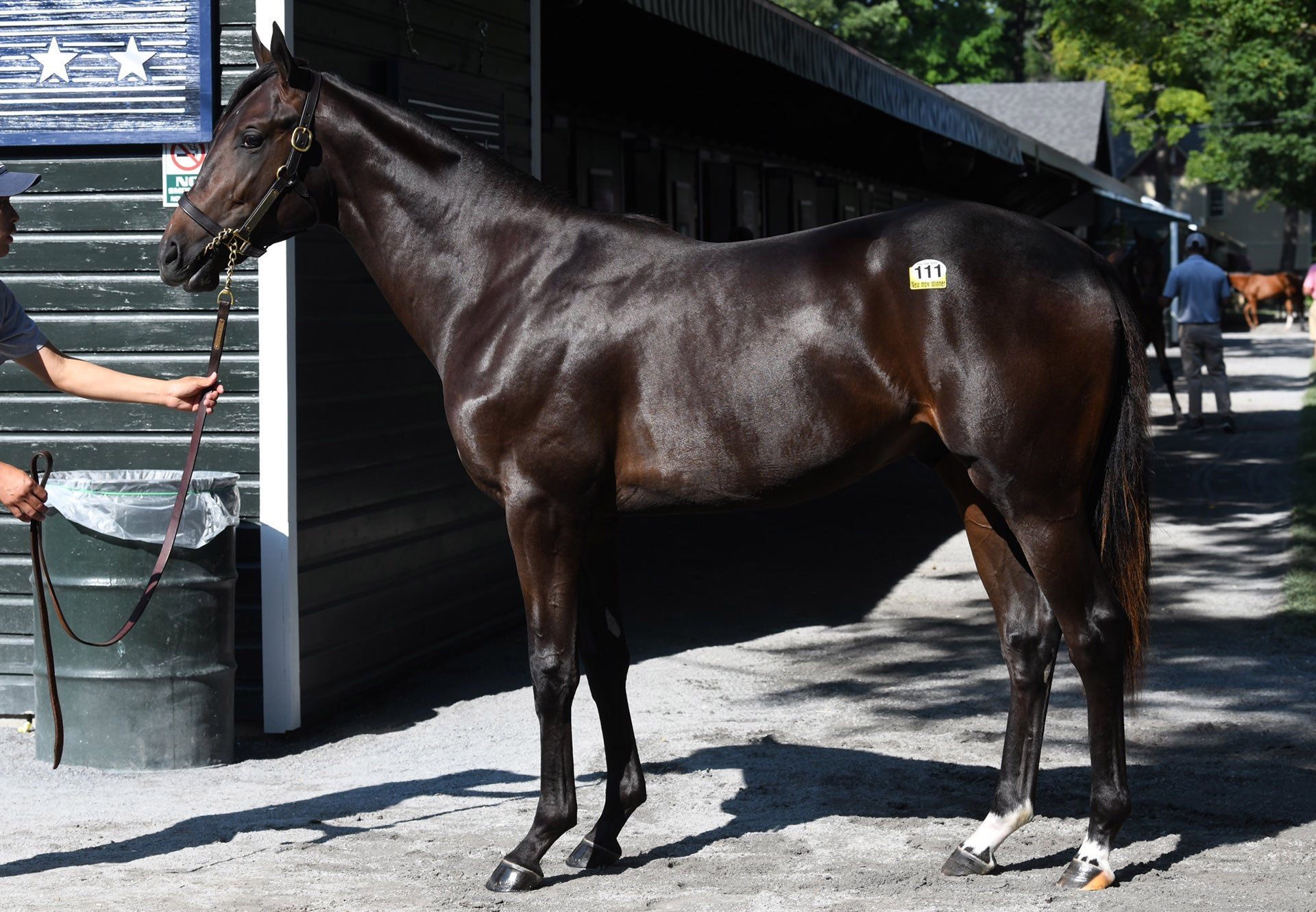 Air Force Blue yearling colt (hip 111) selling for $280,000 at Saratoga