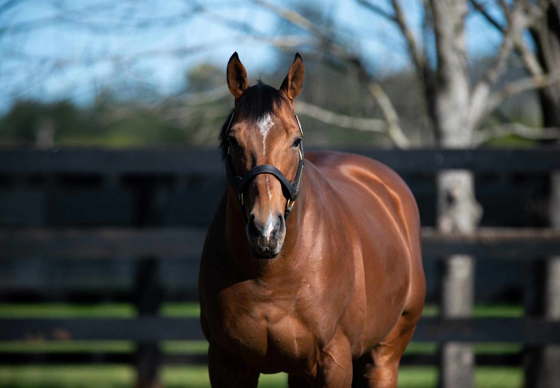 Saxon Warrior paddock shot