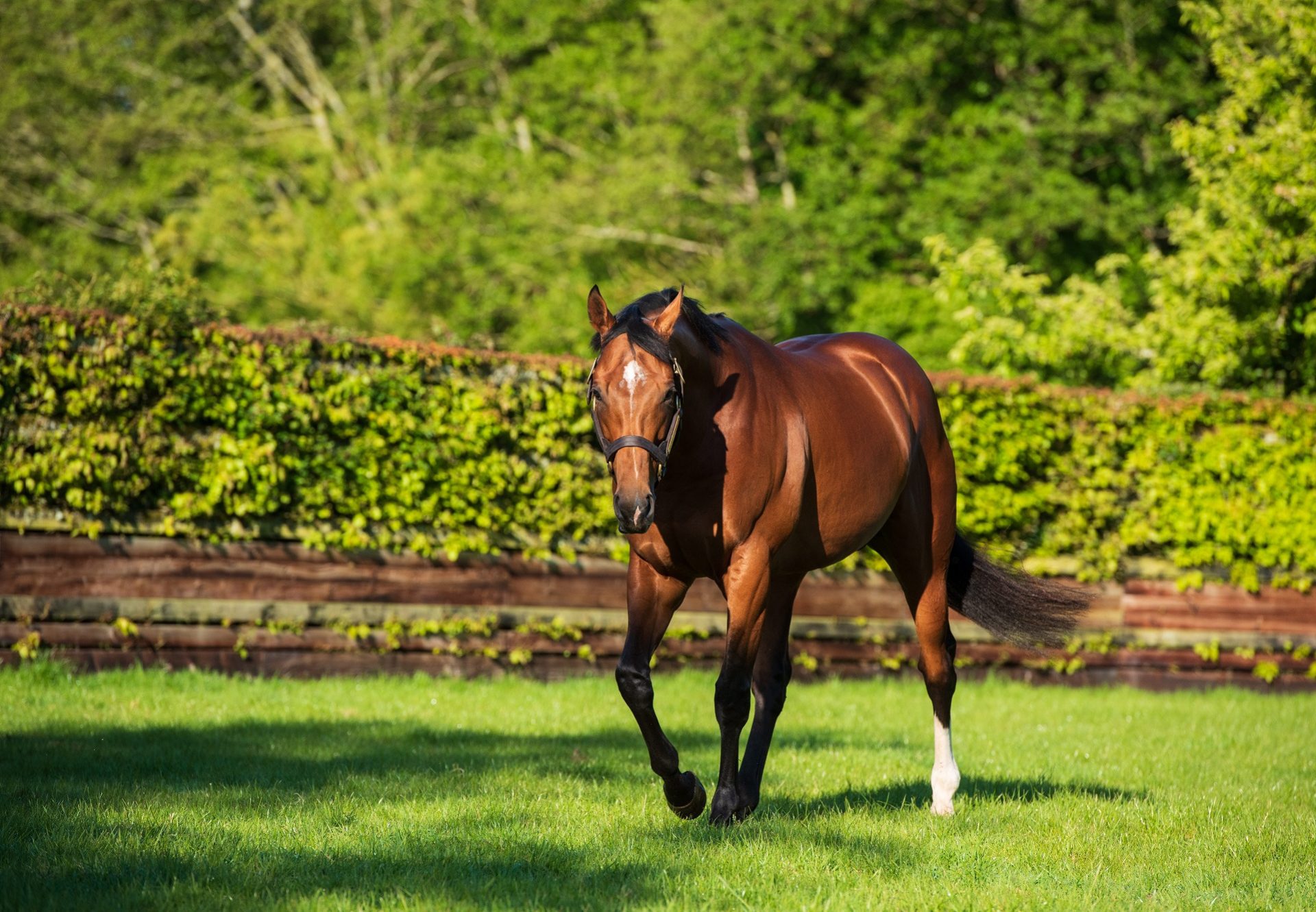 Saxon Warrior Paddock