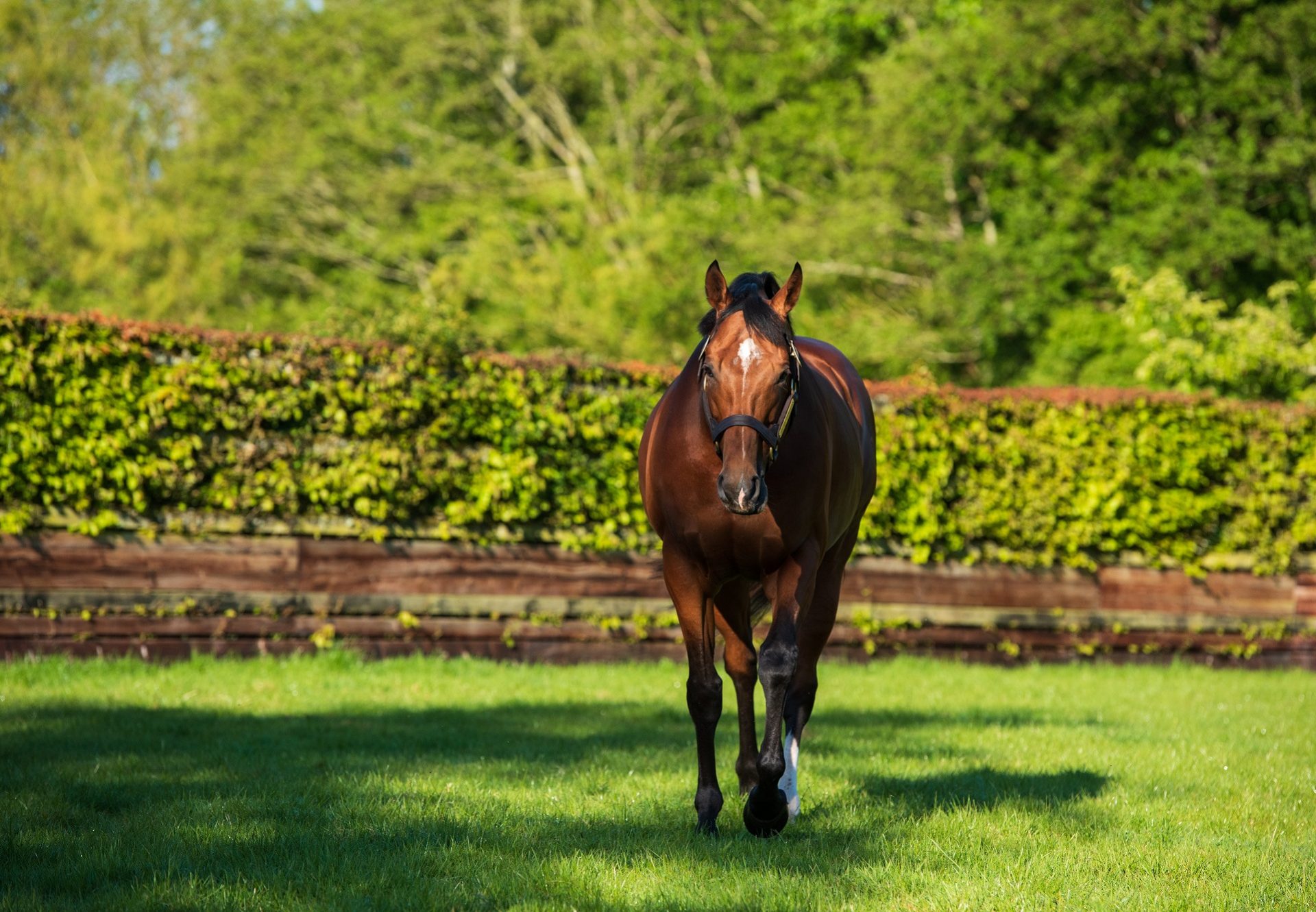 Saxon Warrior Paddock