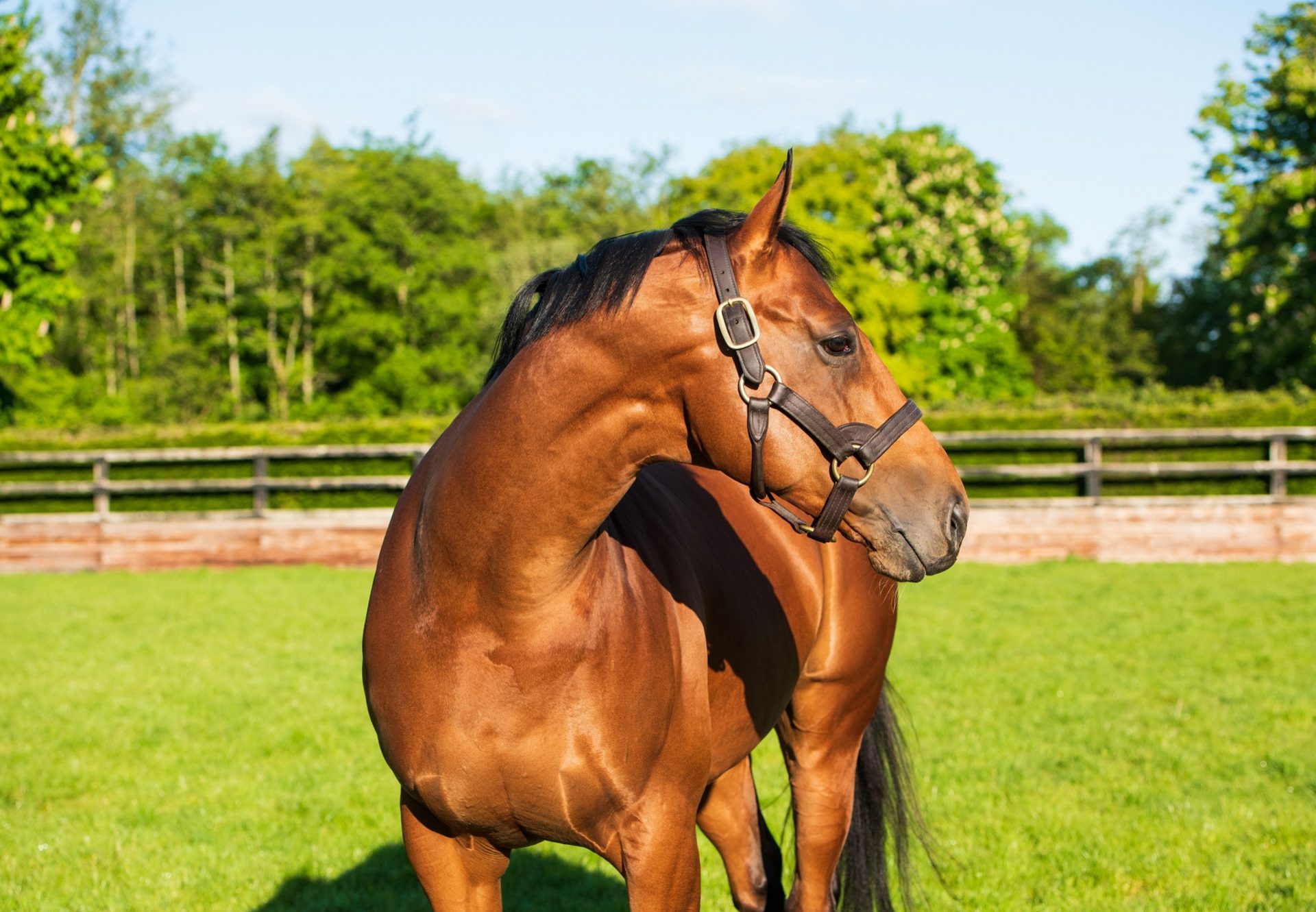 Saxon Warrior Paddock