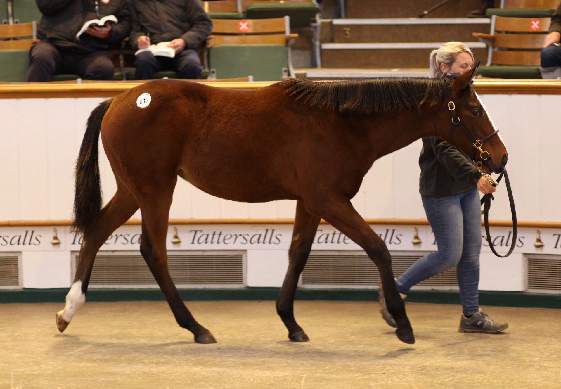 Saxon Warrior Filly x Archangel Gabriel