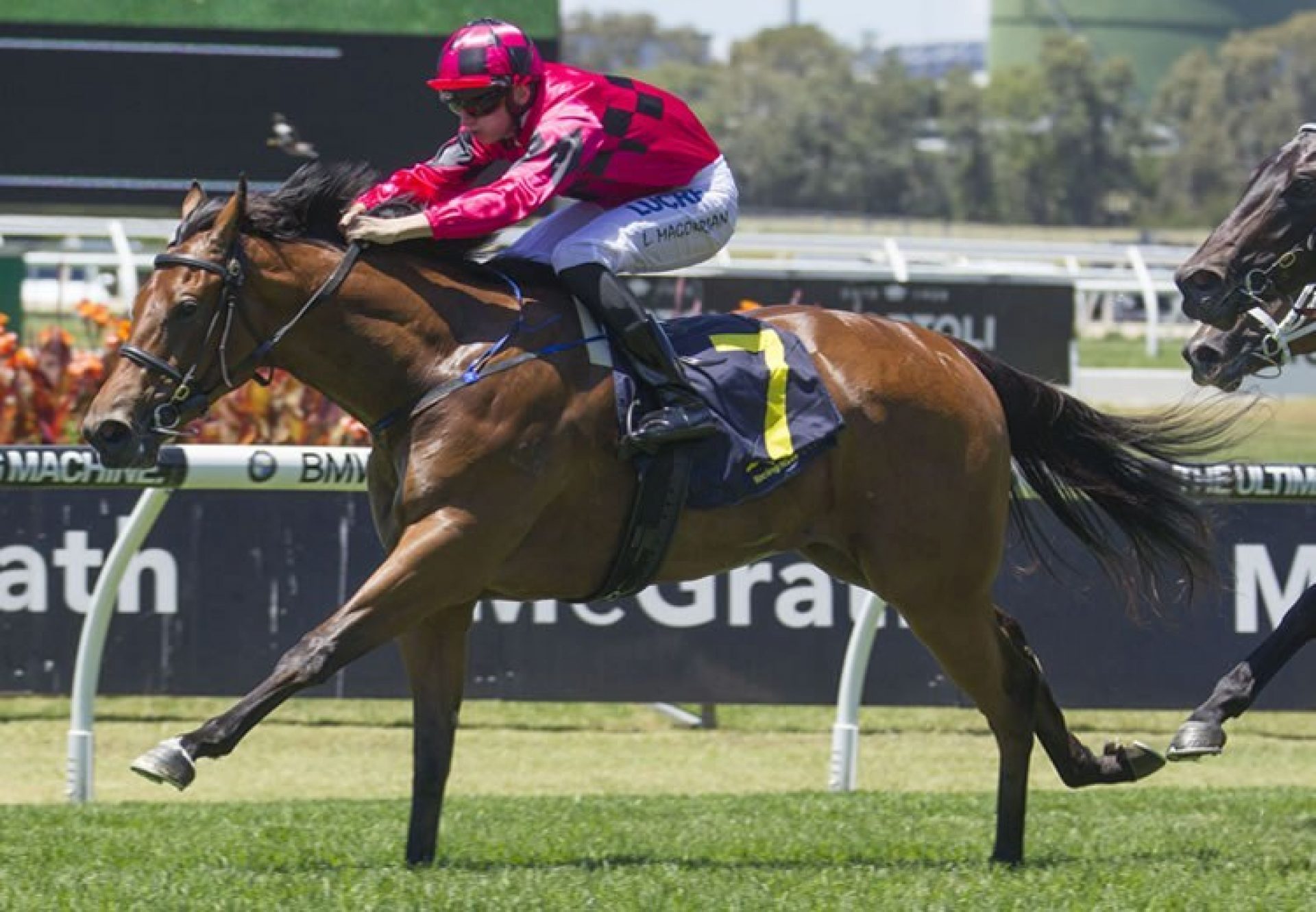 Secret Lady (Choisir) winning at Rosehill
