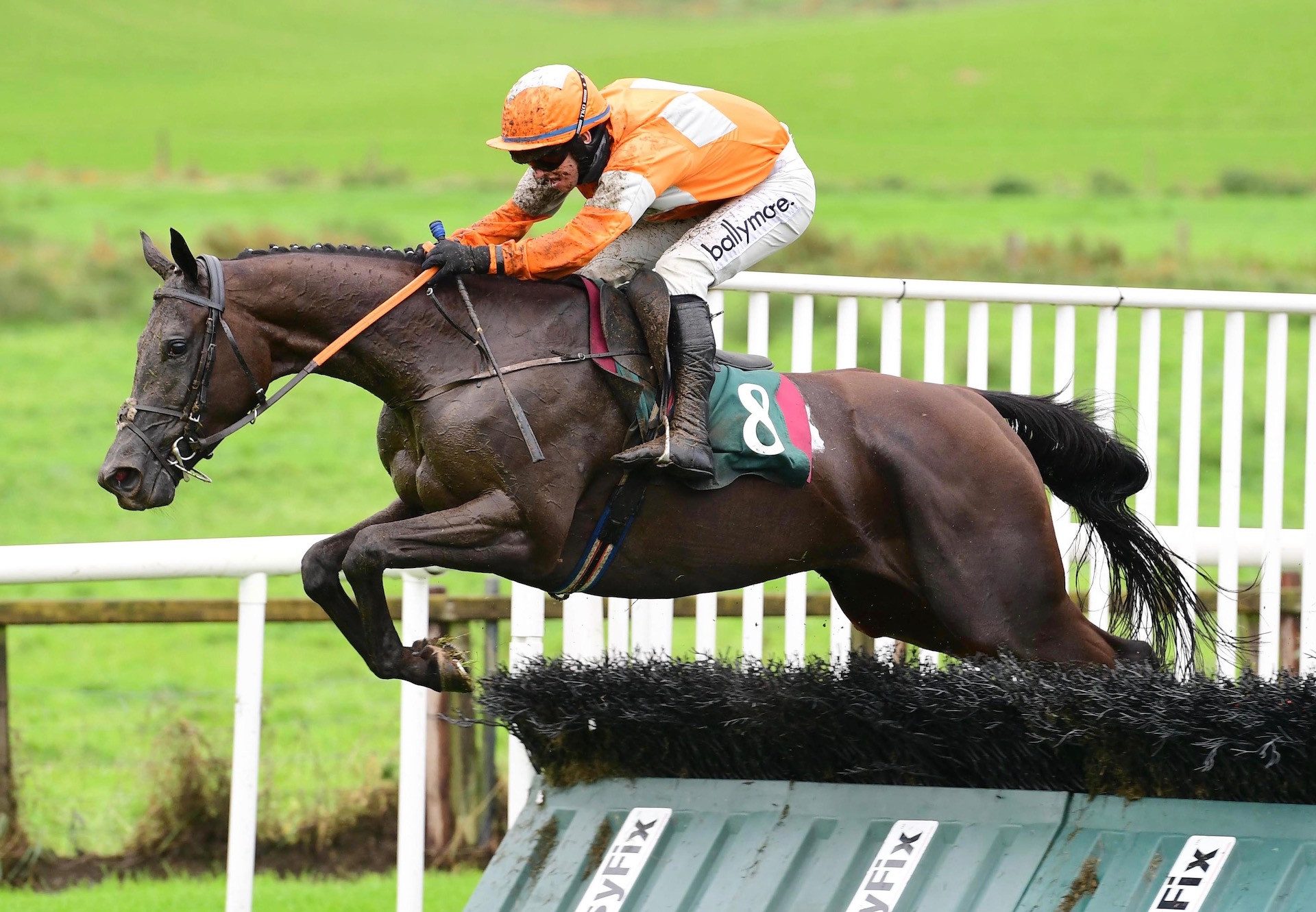 Serenity Grove (Ocovango) Impresses At Downpatrick