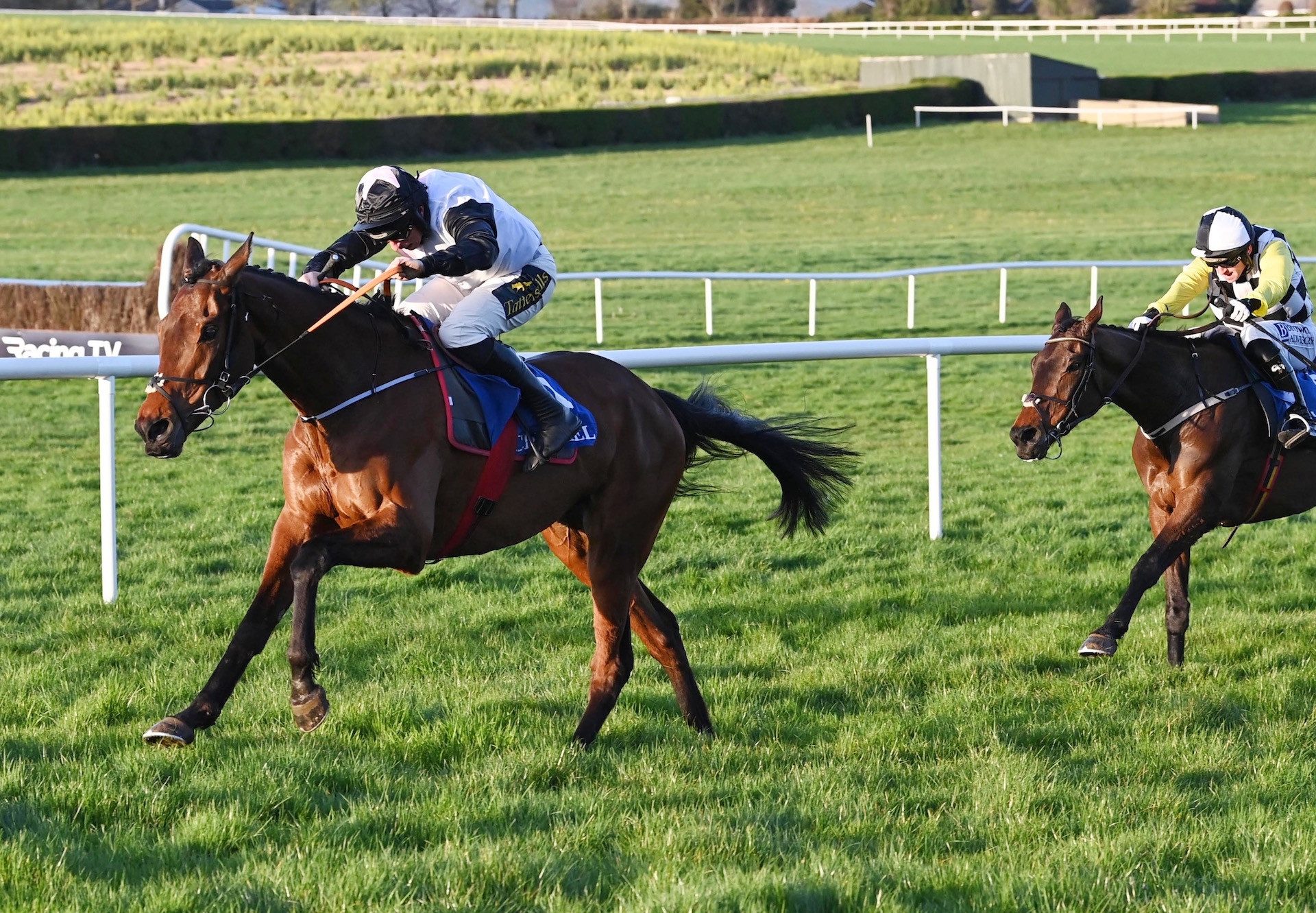 Shannon Royale (Walk In The Park) Wins The Bumper At Clonmel