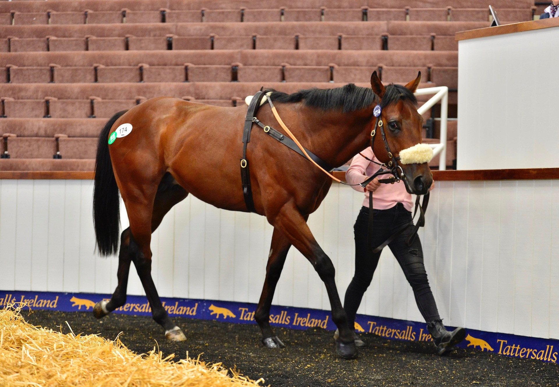 Sioux Nation Colt X Dorothy Parker selling for €130,000 at the Tattersalls Ireland Goresbridge Breeze-Up Sale