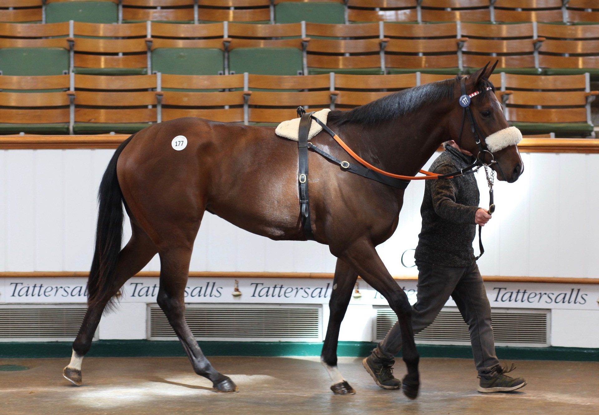 Sioux Nation Filly X Qamarain Sells For 110000Gns