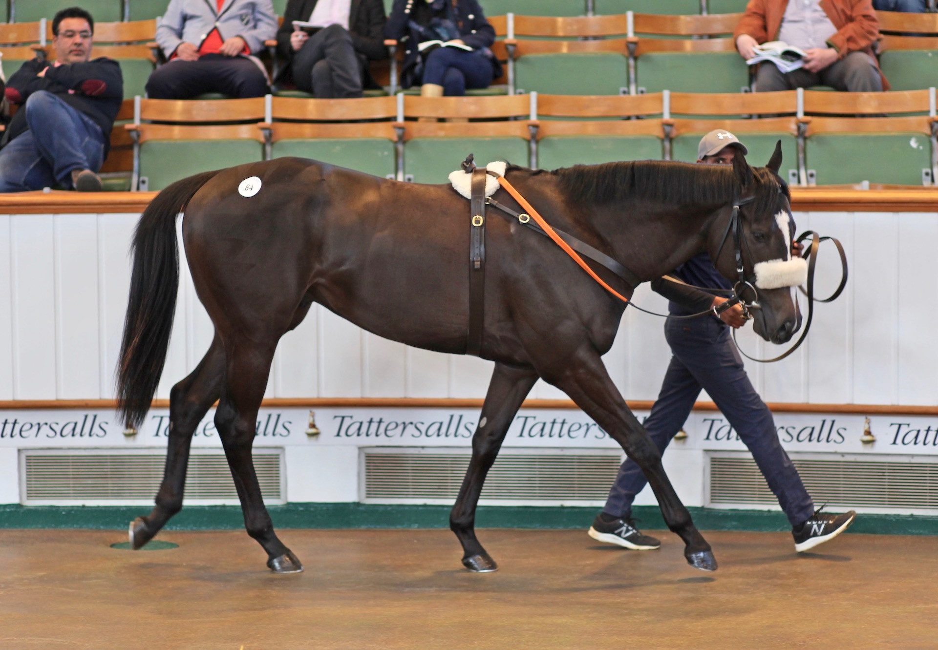 Sioux Nation X Thames Pageant Sells For 380000Gns