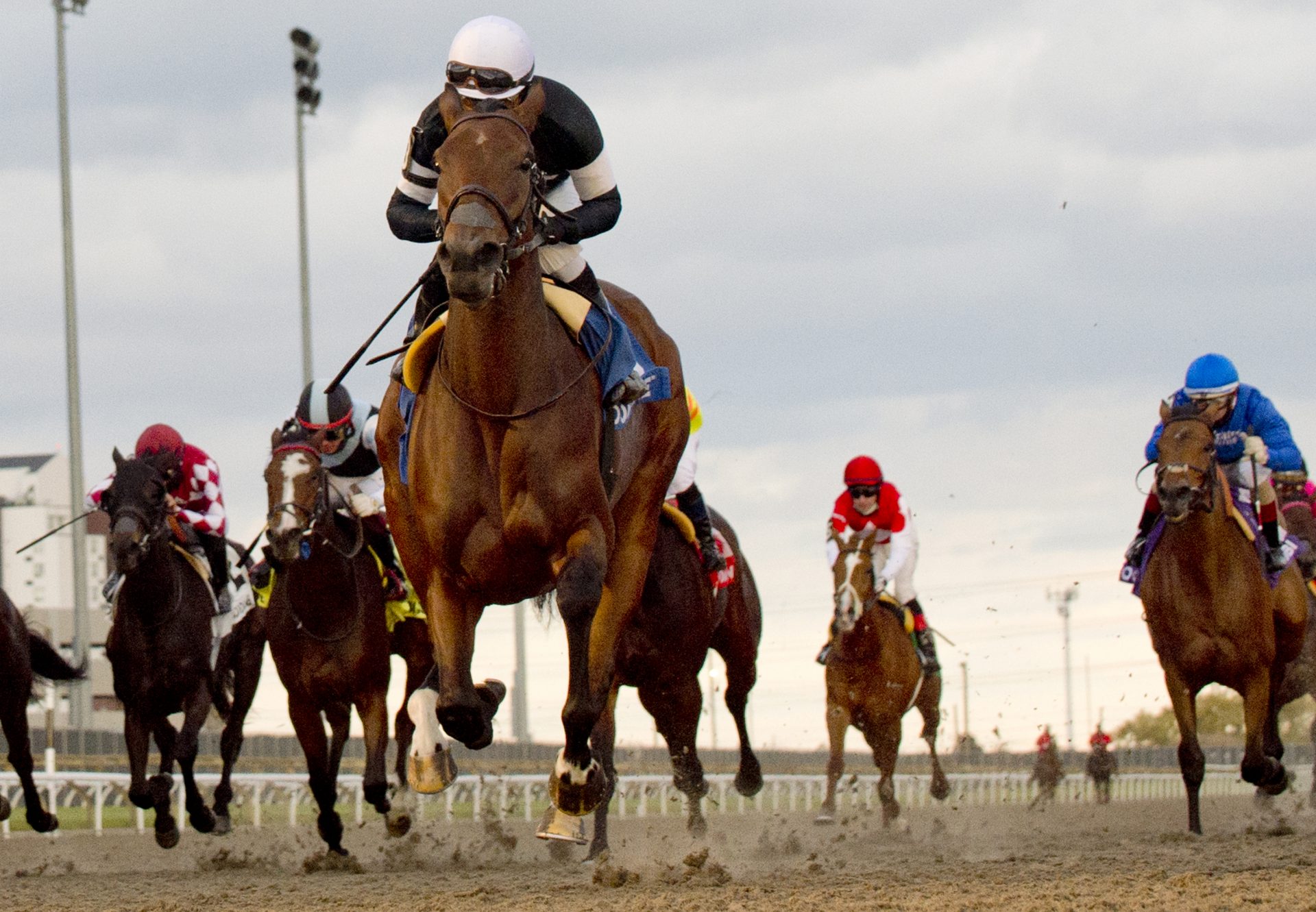 Skygaze (American Pharoah) winning the Gr.3 Maple Leaf Stakes at Woodbine