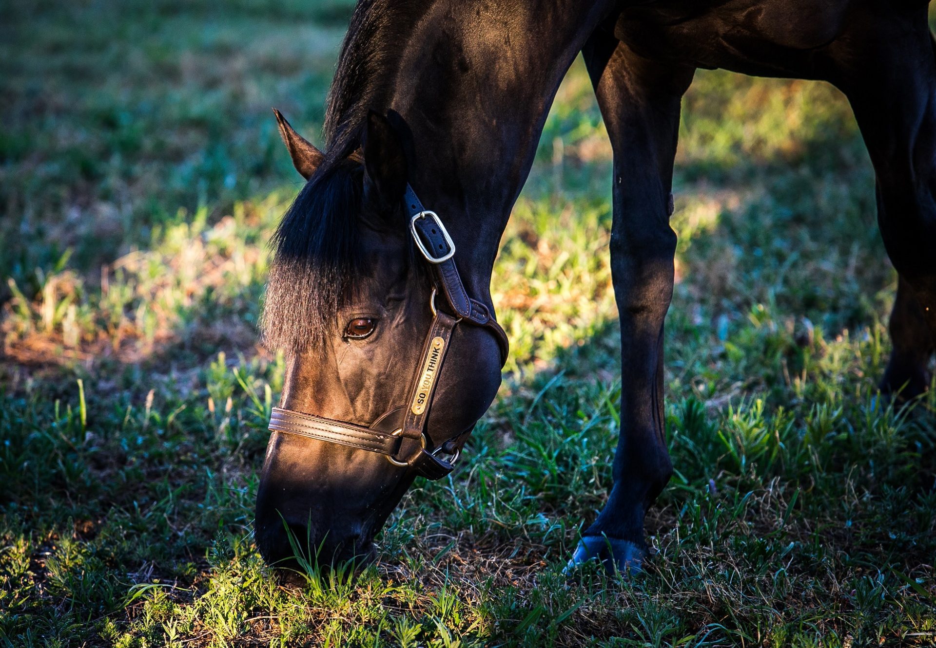 So You Think Grazing