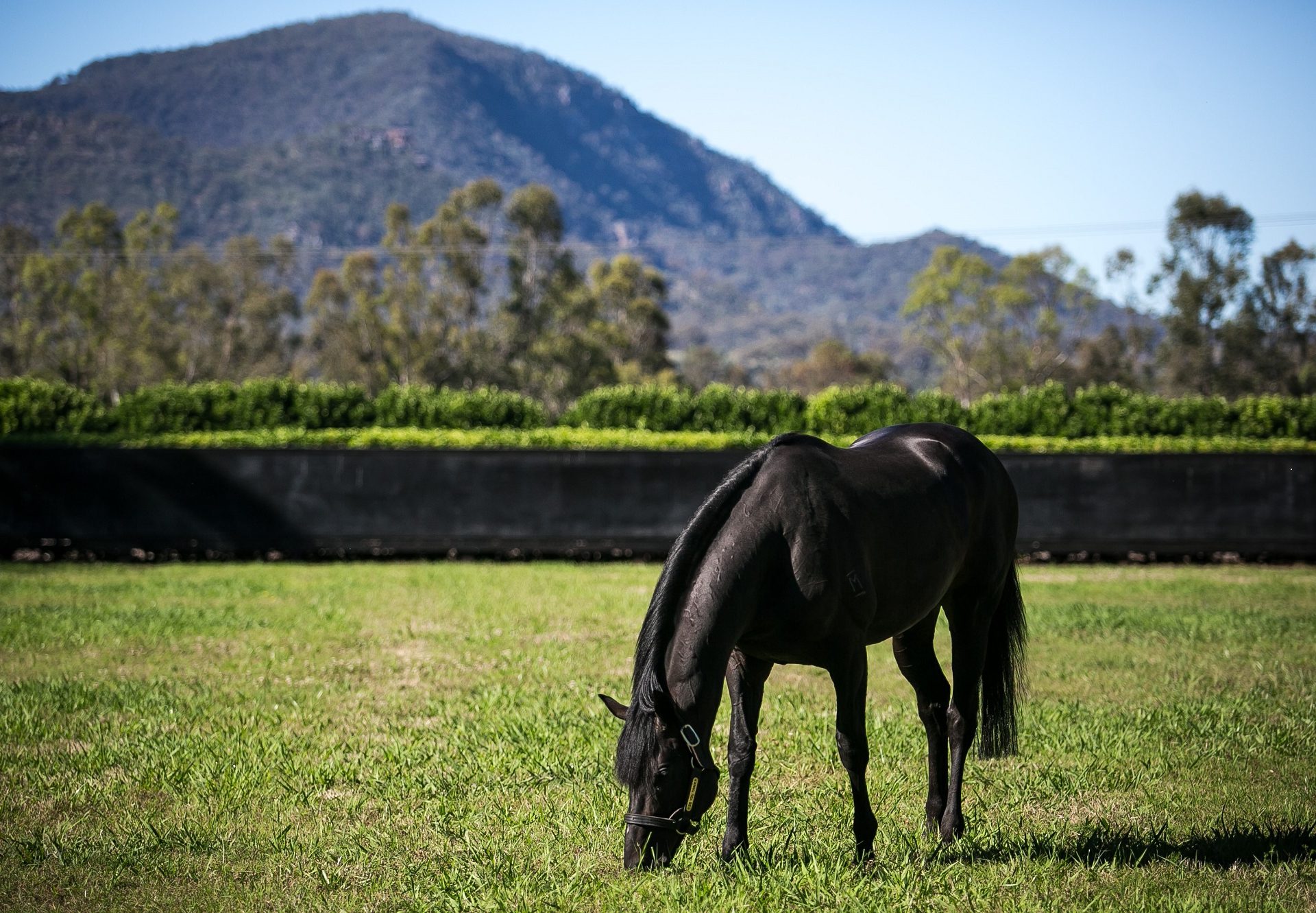 So You Think Grazing