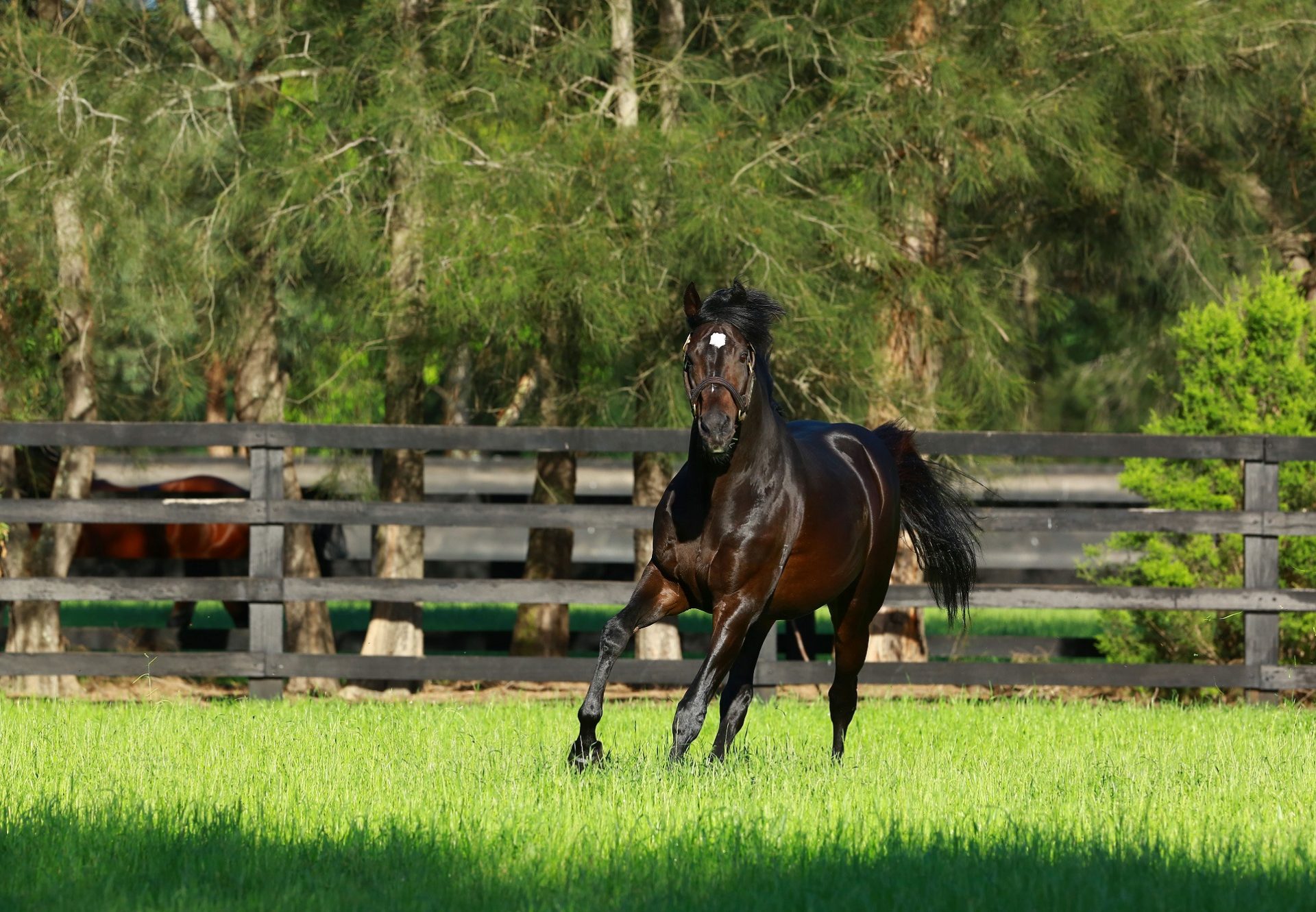 So You Think Paddock