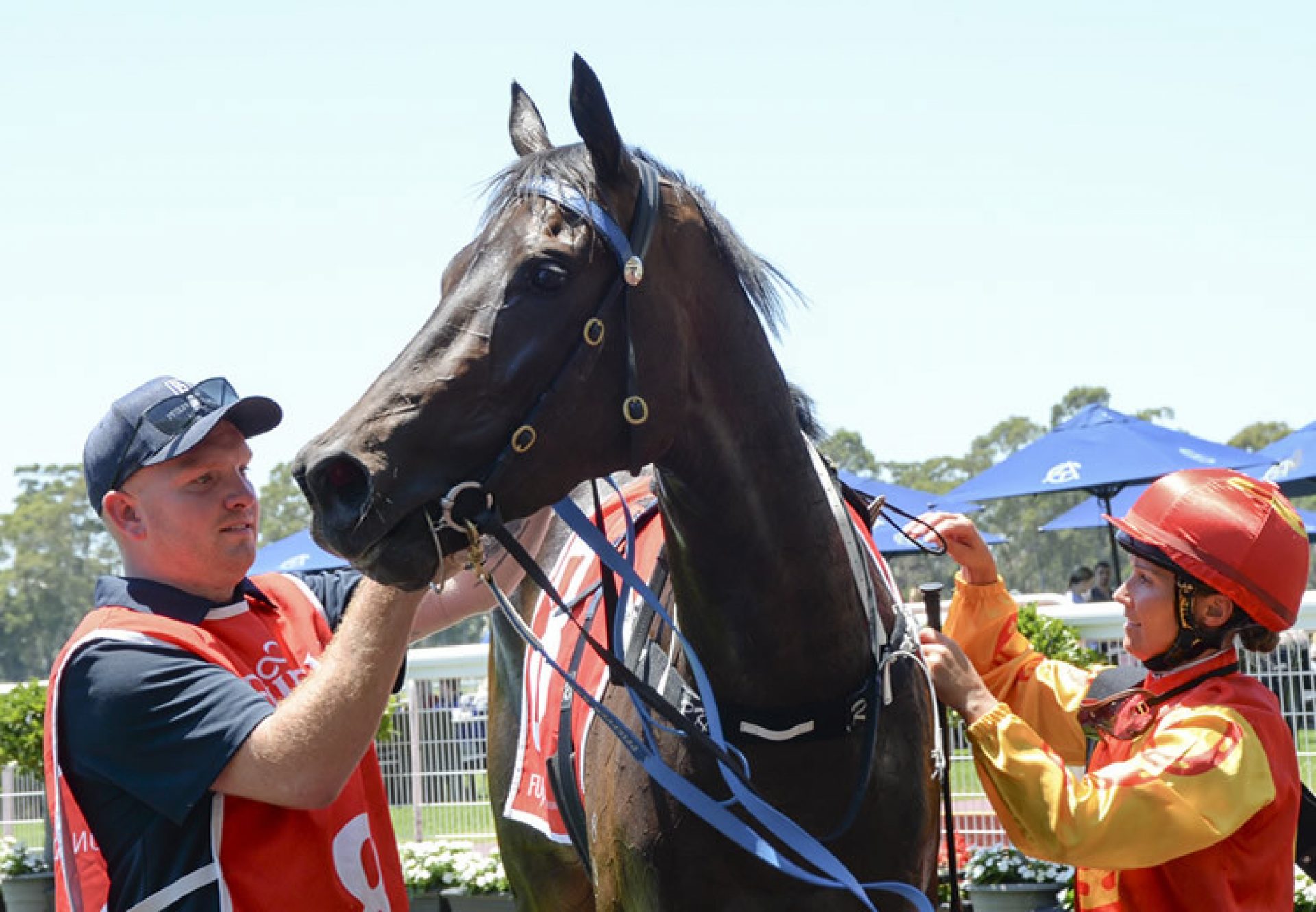 So Audacious (So You Think) winning at Warwick Farm