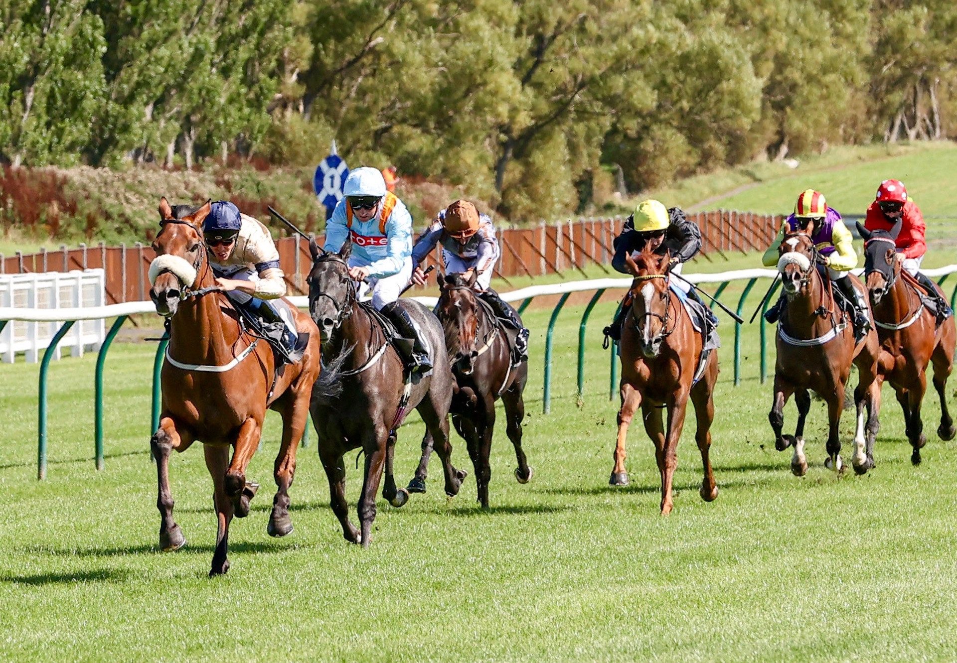 Soaring Star (Starspangledbanner) Wins The Novice Stakes At Ayr