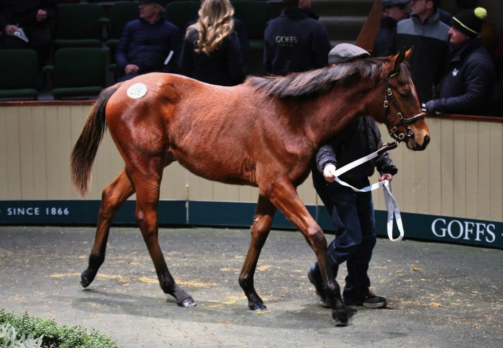 Soldier Of Fortune Colt Tops Goffs December Nh Sale