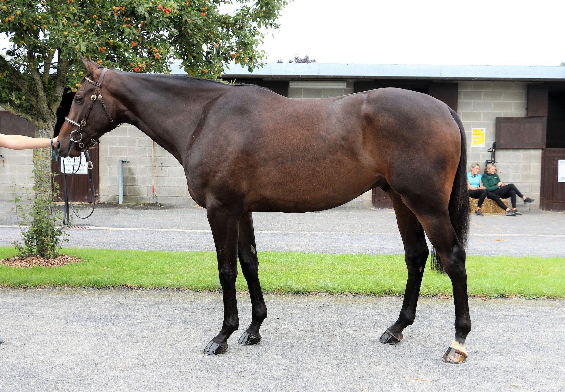 Soldier Of Fortune Gelding ex Ouro Preto conformation shot