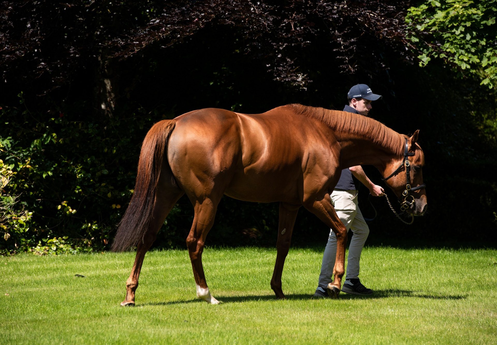 SixFigures All The Way For Sottsass At Tattersalls Book 1