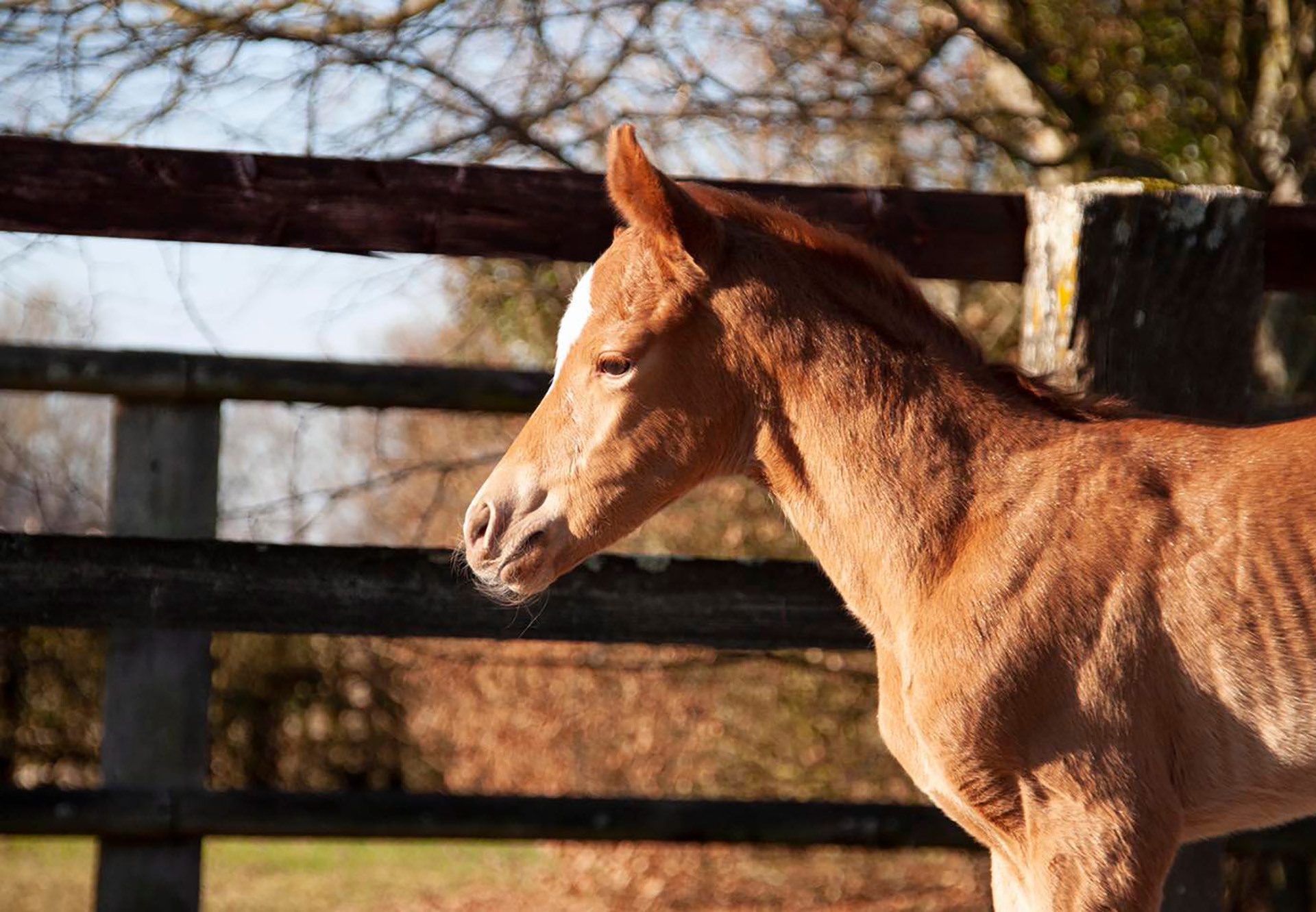 Sottsass Filly Out Of Landikusic