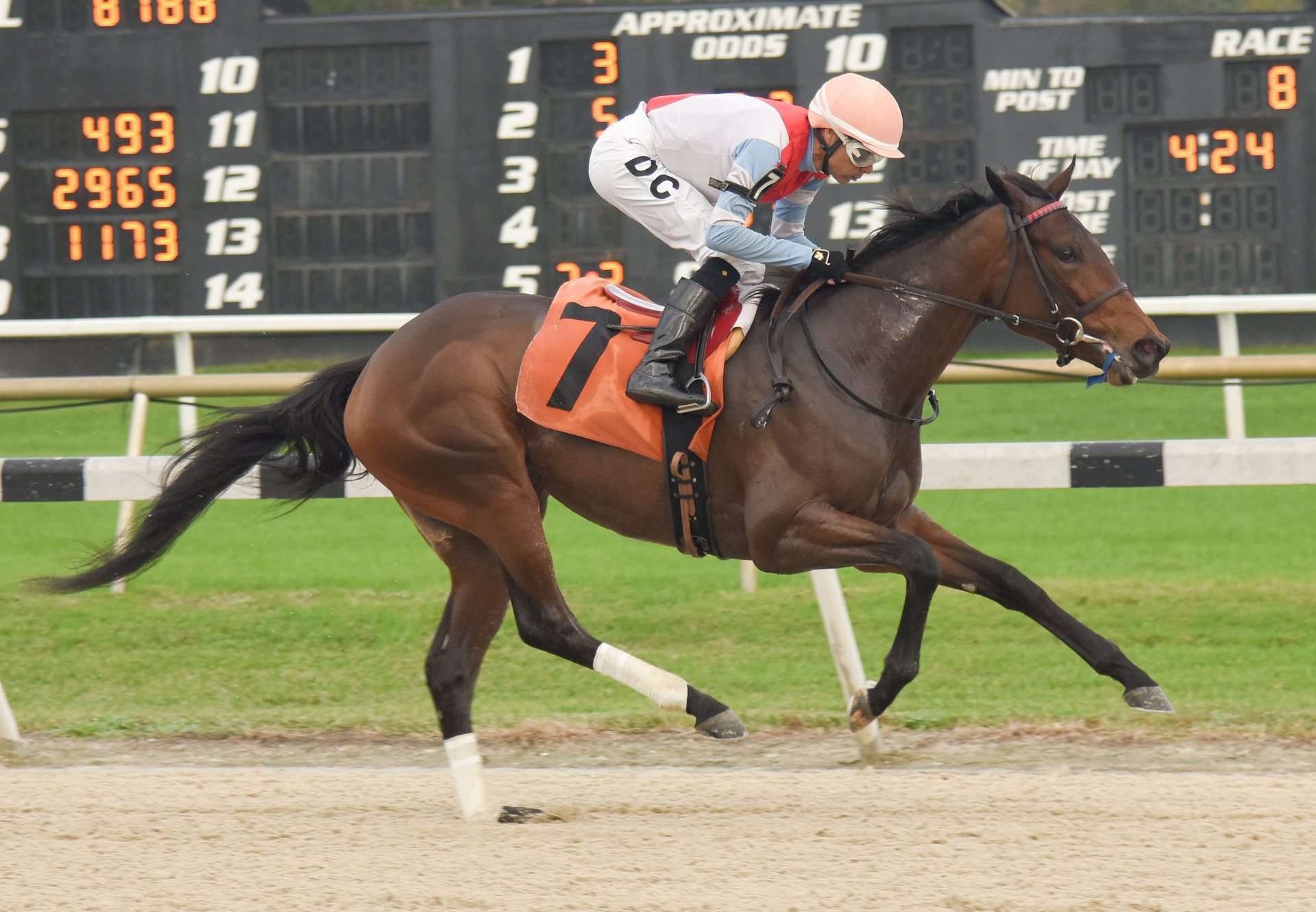 Speedy Vanessa (American Pharoah) Breaking Maiden At Tampa