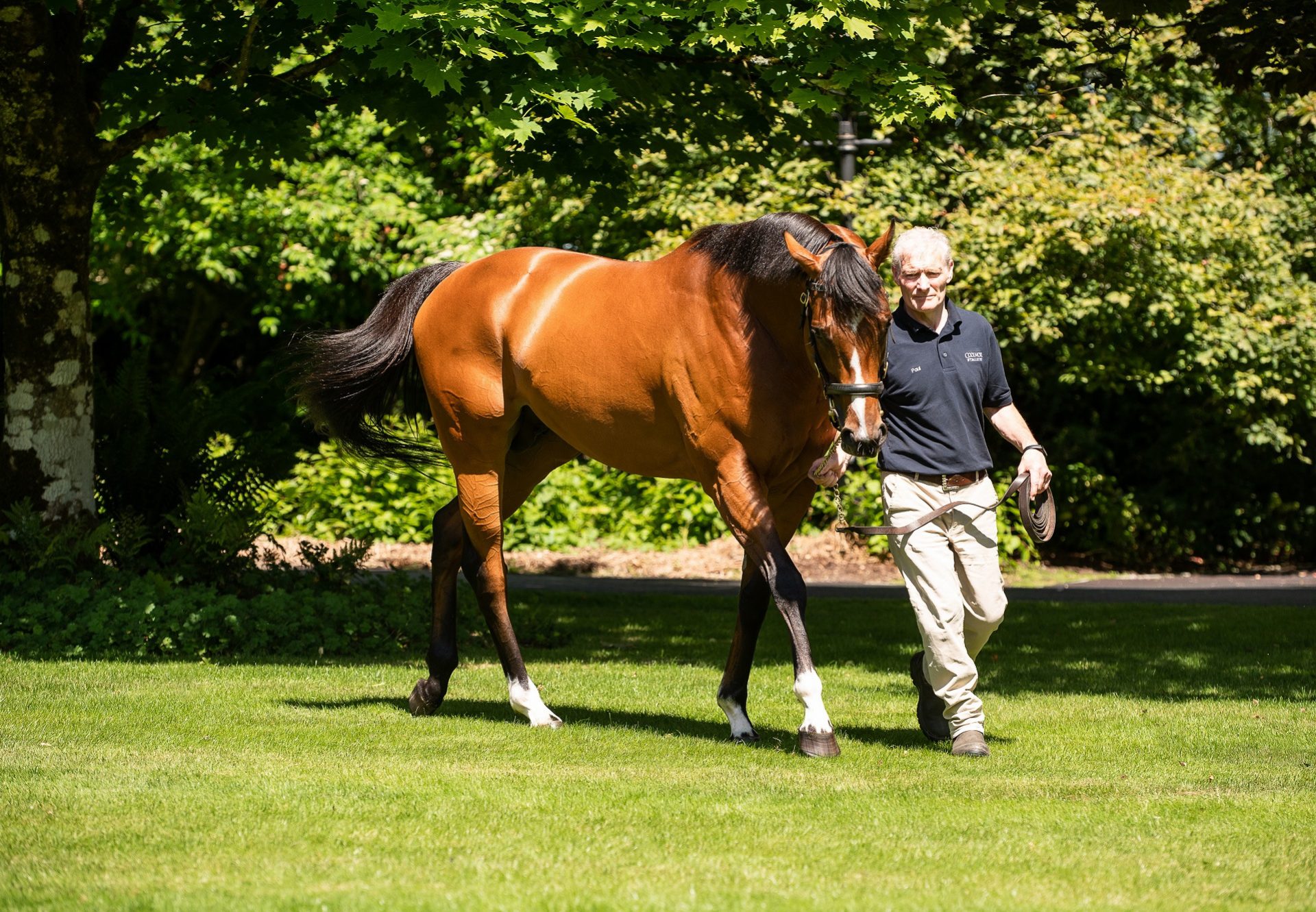 St Marks Basilica at Coolmore