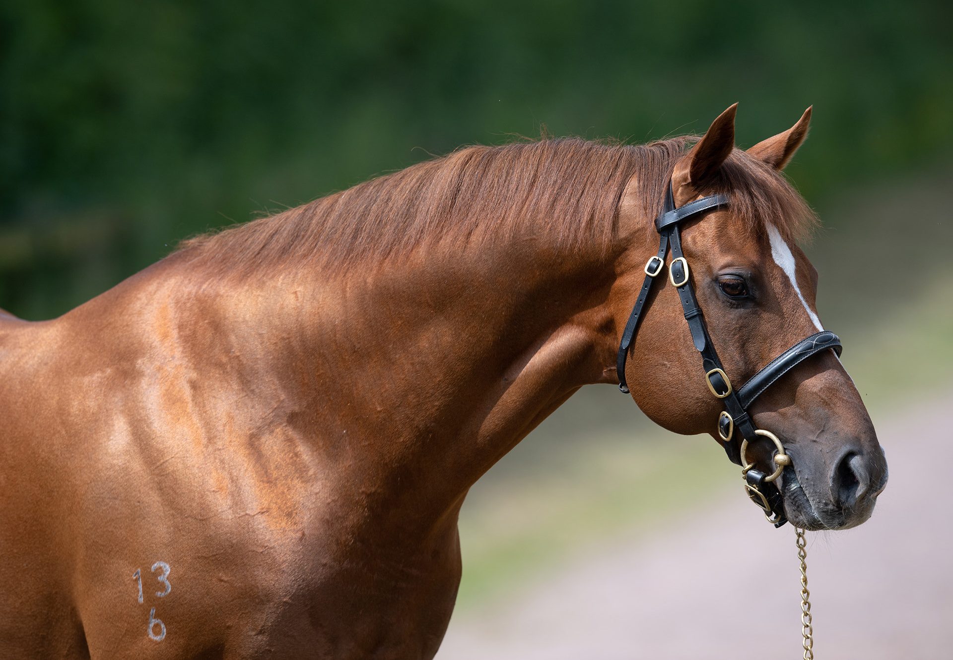 Starspangledbanner head shot