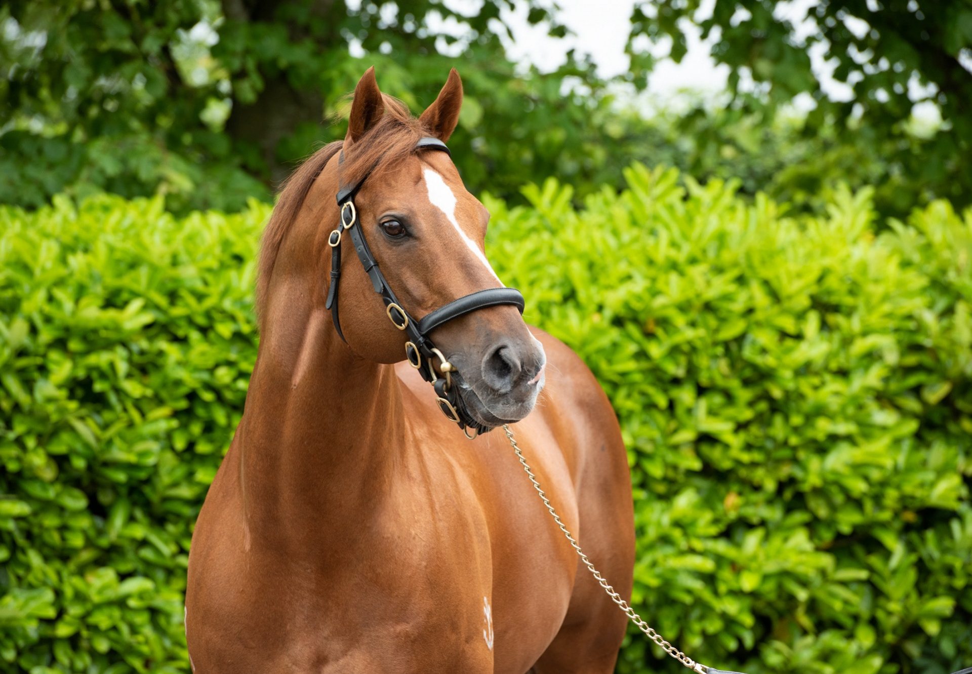 Starspangledbanner head shot