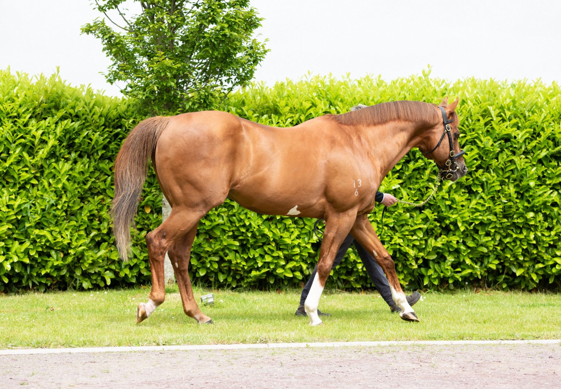 Starspangledbanner walking