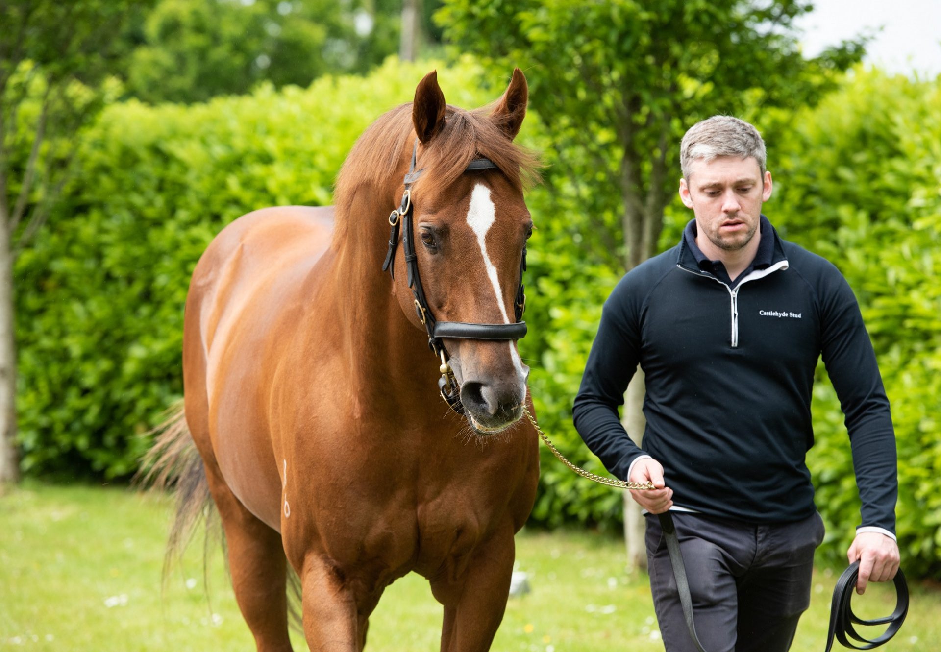 Starspangledbanner walking