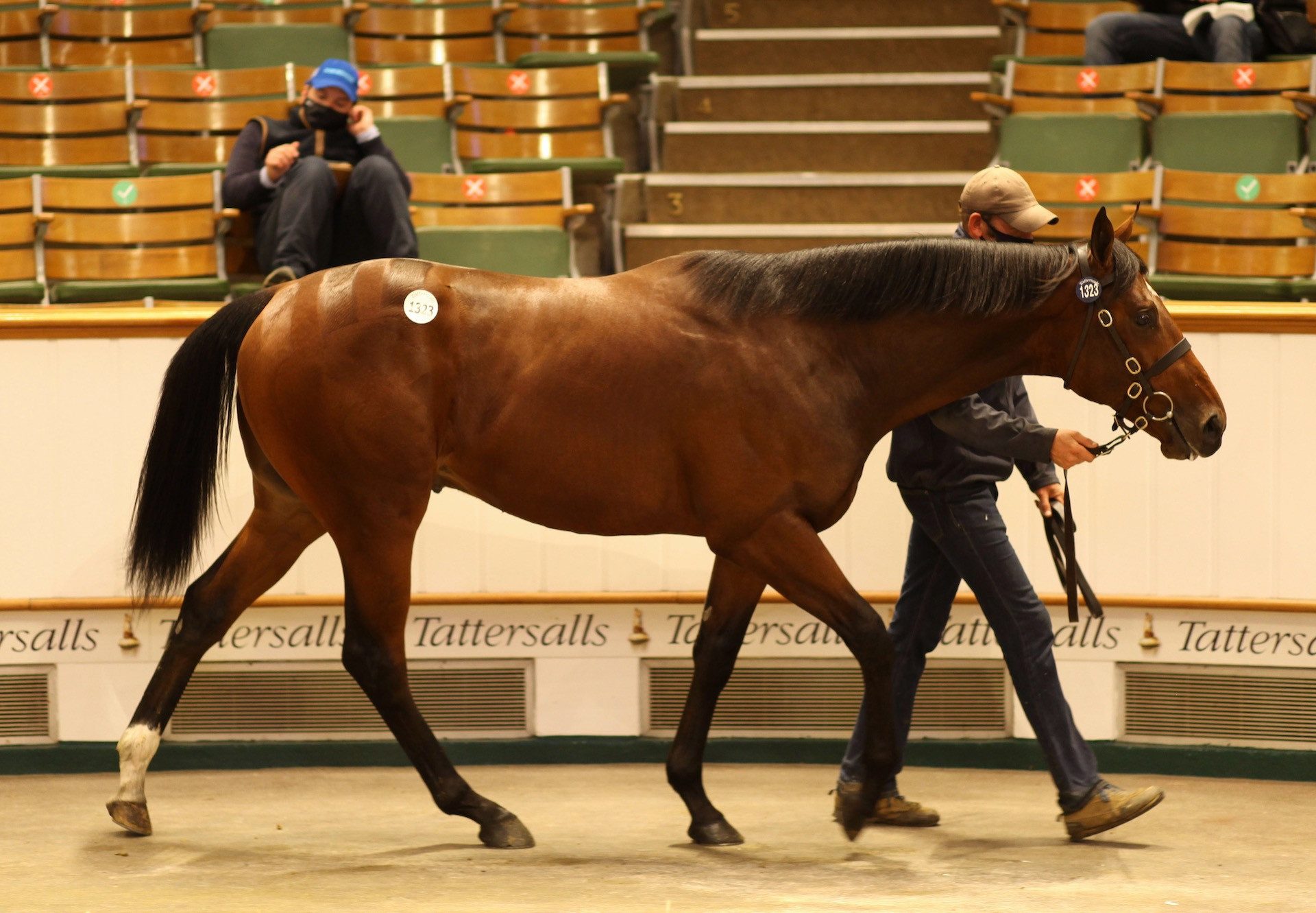 Starspangledbanner x Violets Gift yearling colt