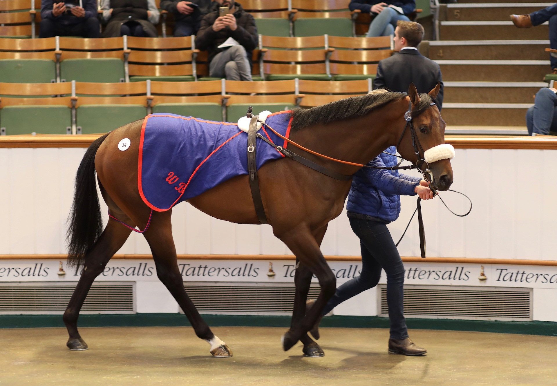 Starspangledbanner Colt Sells For 320K At Craven Sale 1