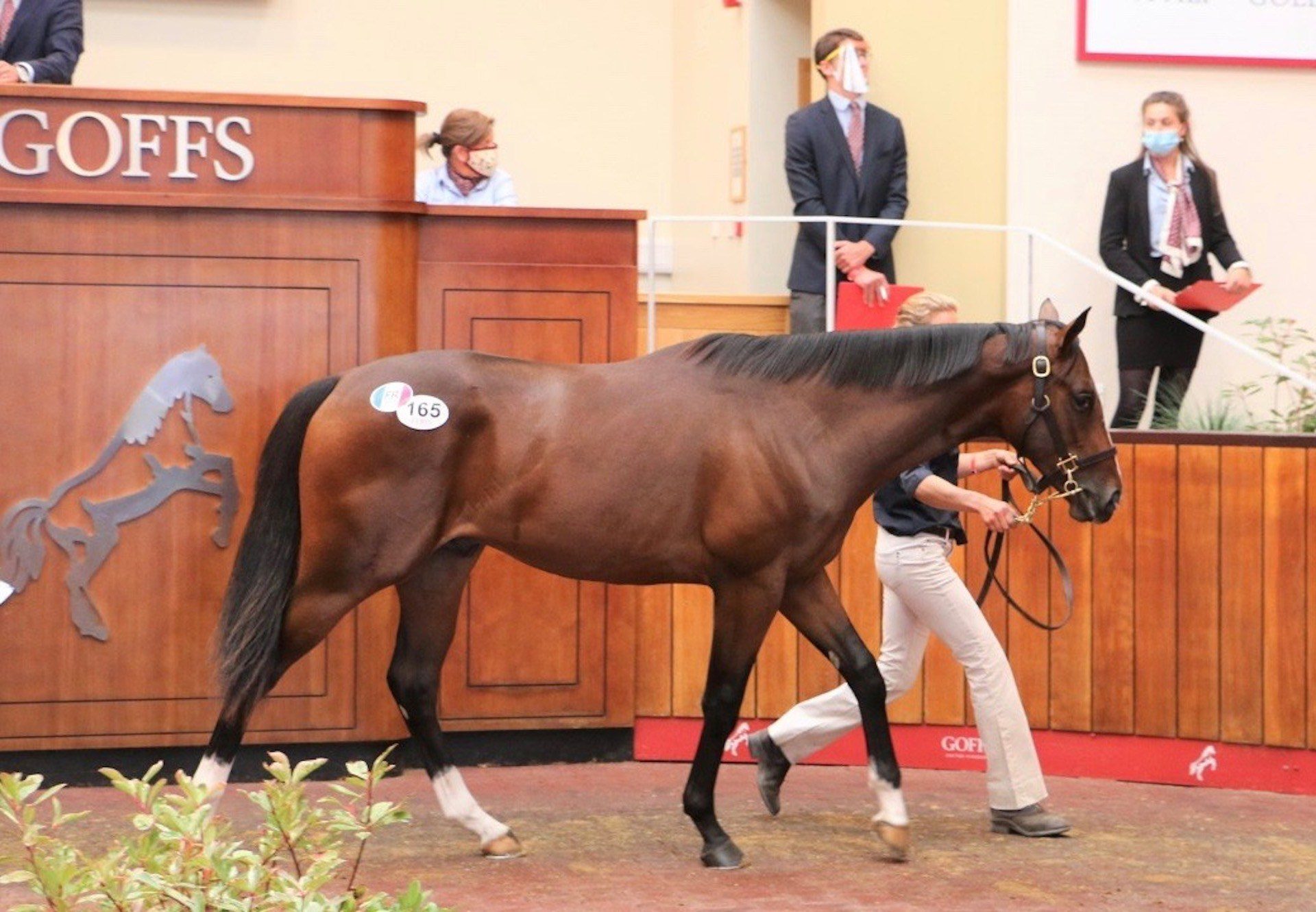 Starspangledbanner Colt Tops Day 1 Of Premier Yearling Sale