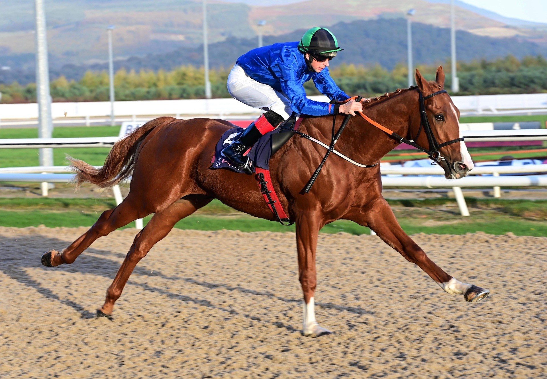 Starspangledwaves (Starspangledbanner) Impresses At Dundalk