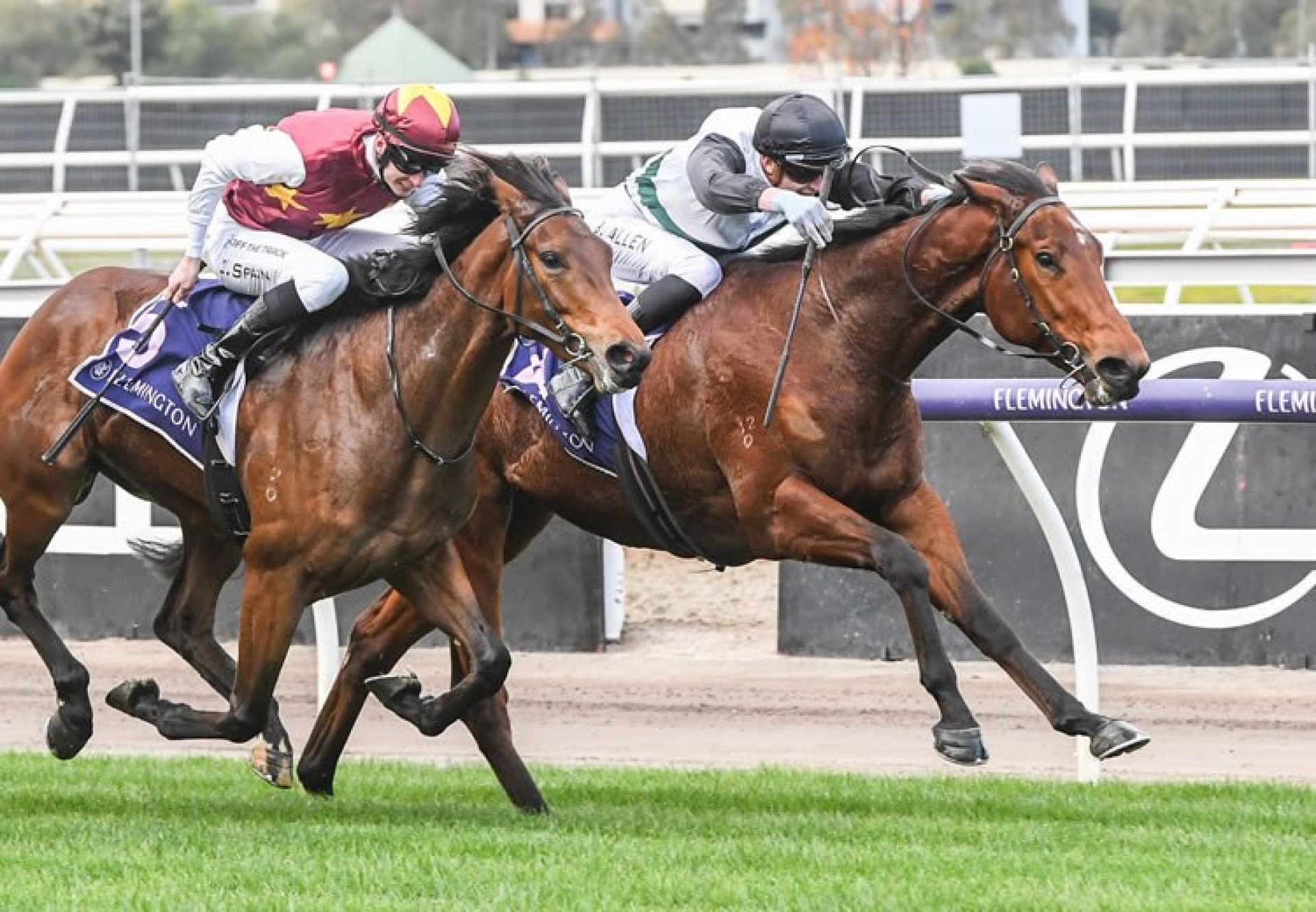 Stellar Olympus (Starspanlgedbanner) winning at Flemington