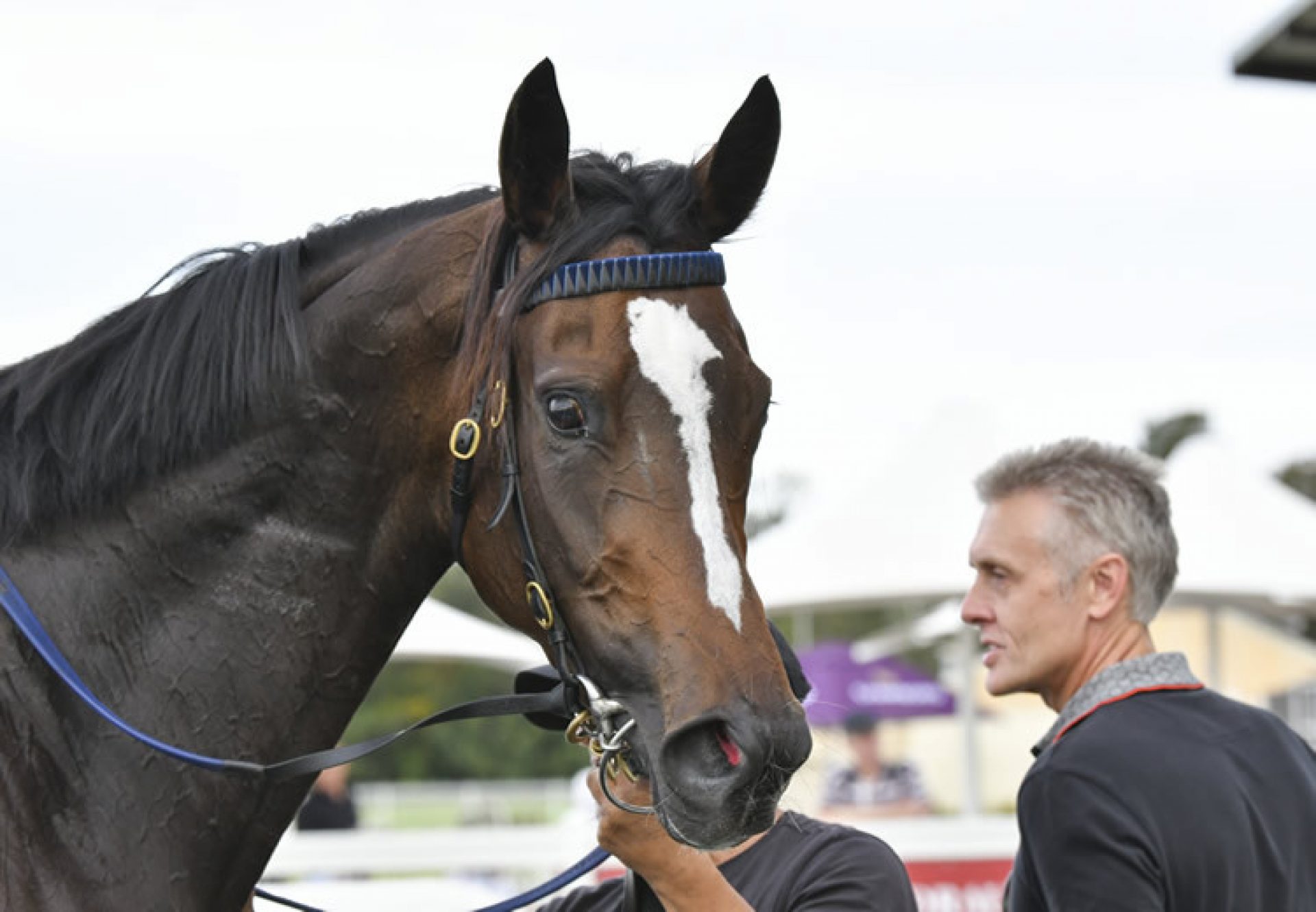 Street Gossip (So You Think) wins the Listed Princess Stakes at Doonben