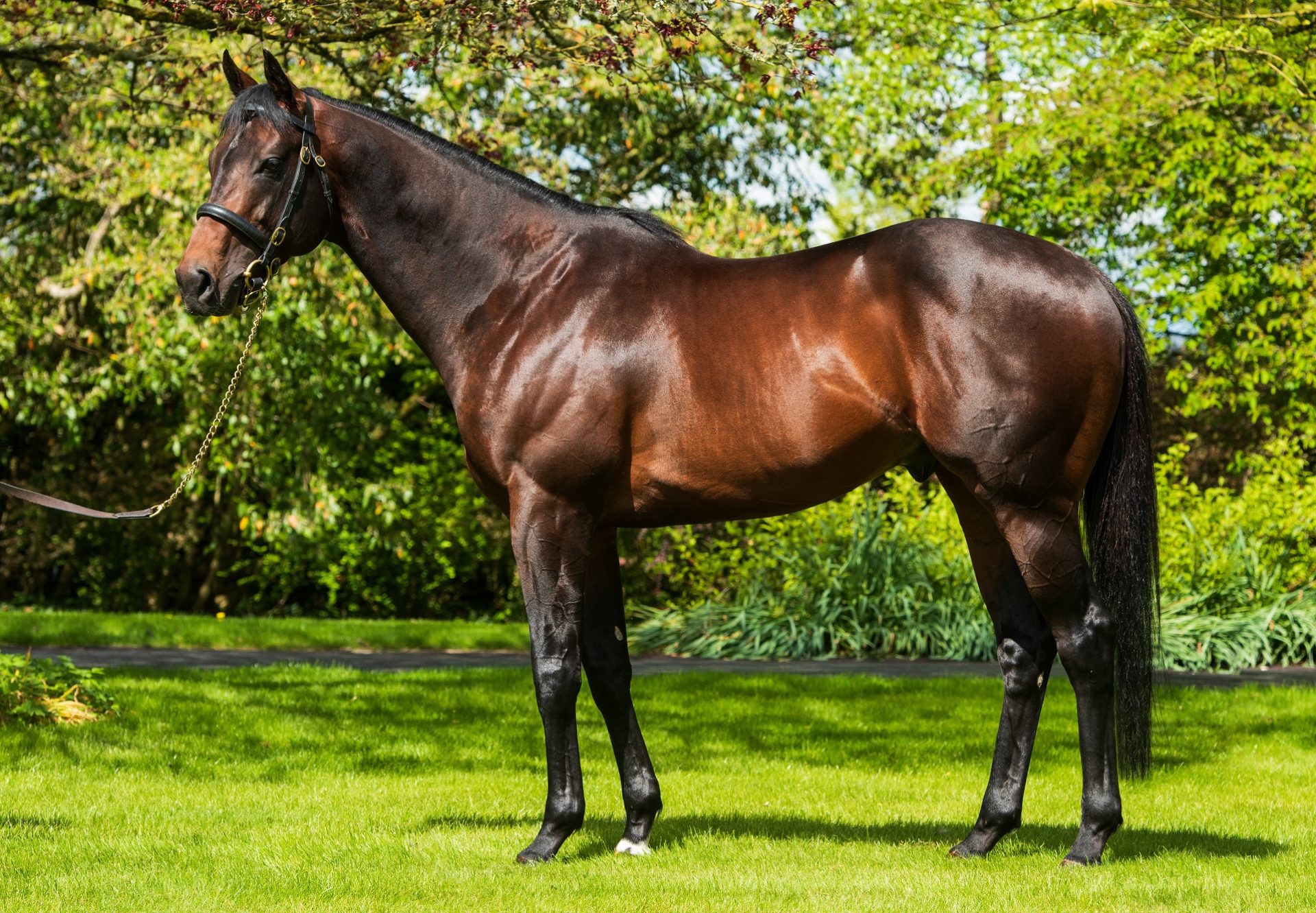 Ten Sovereigns Conformation Shot