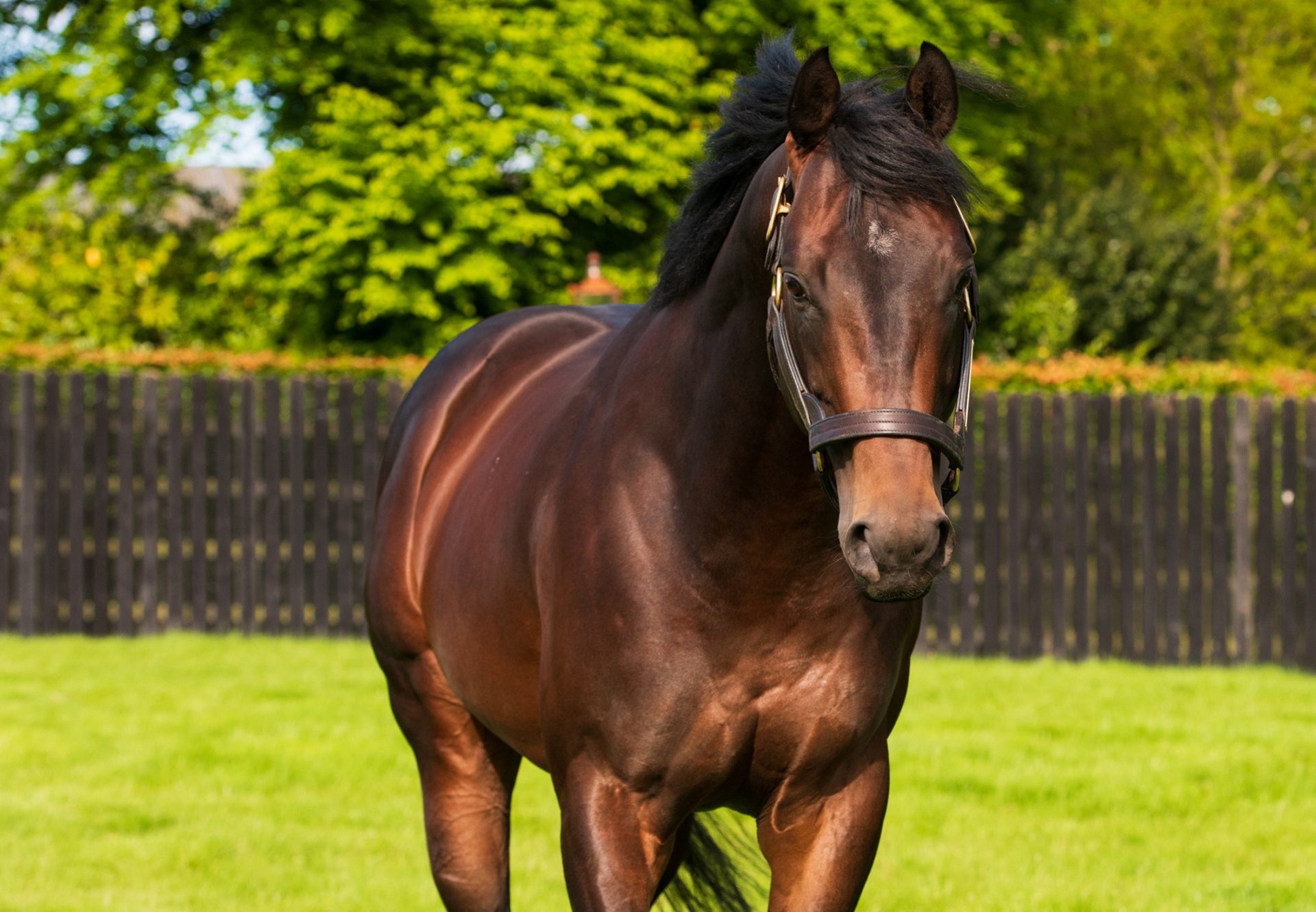 Ten Sovereigns Paddock