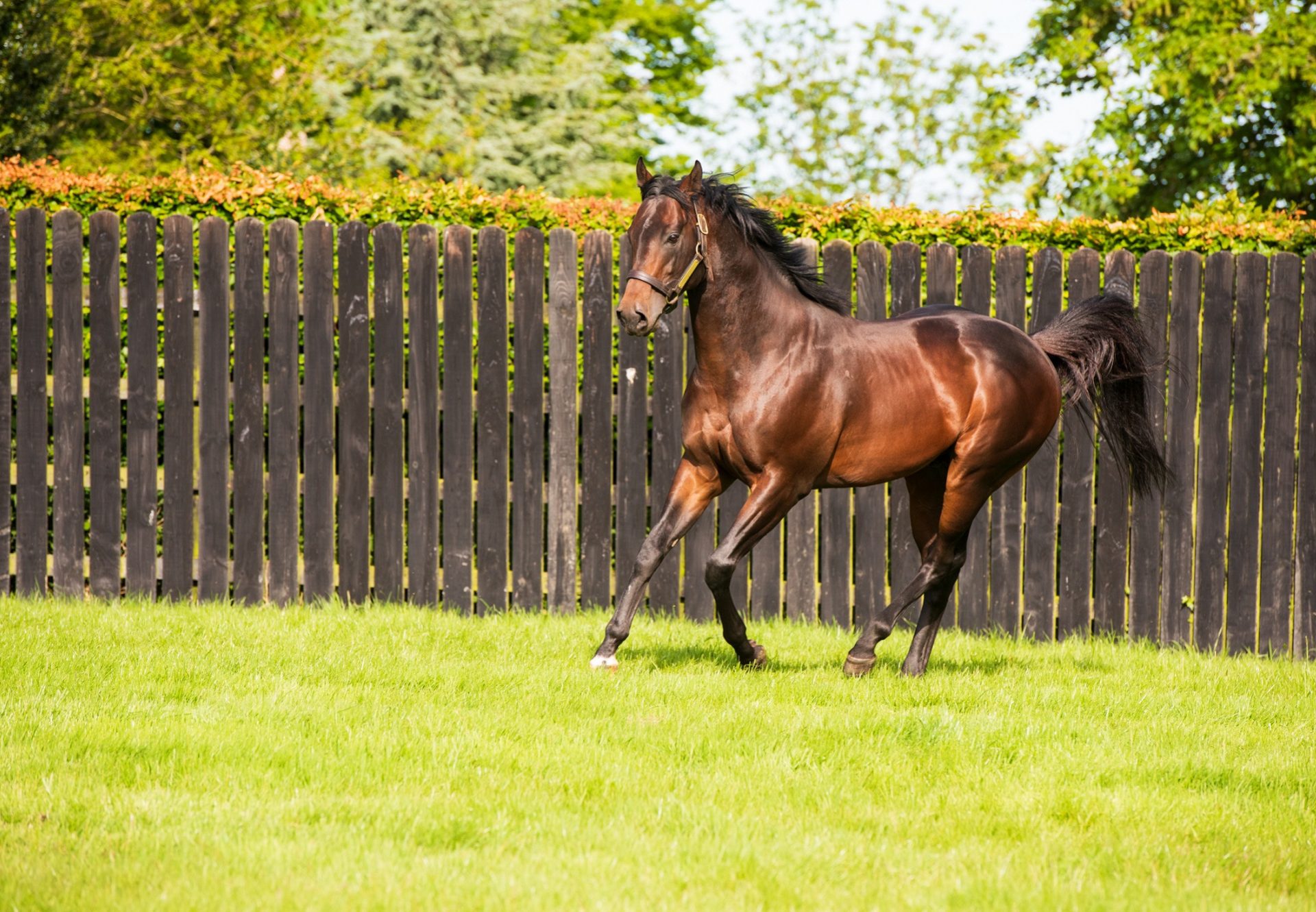 Ten Sovereigns Paddock