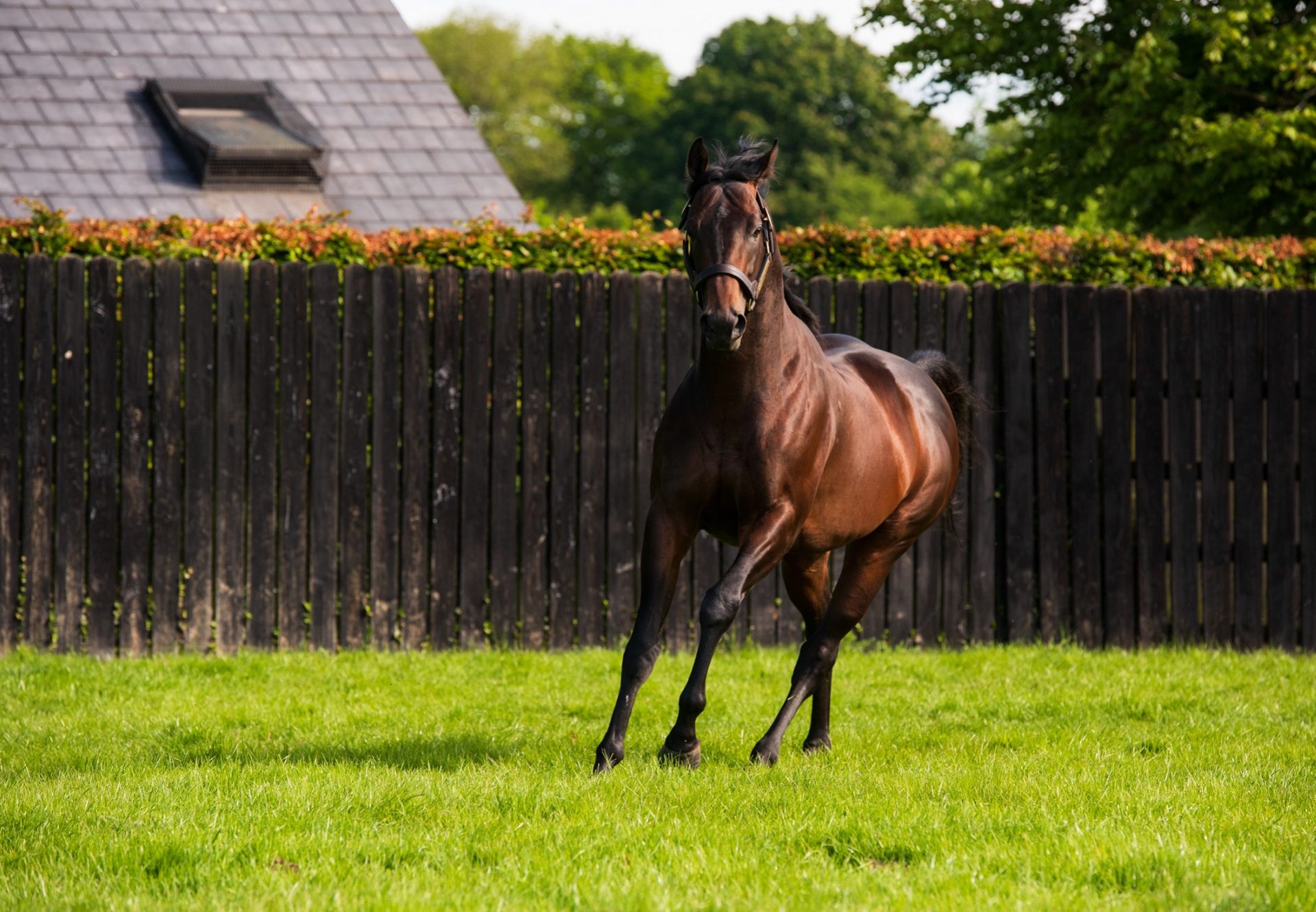 Ten Sovereigns Paddock