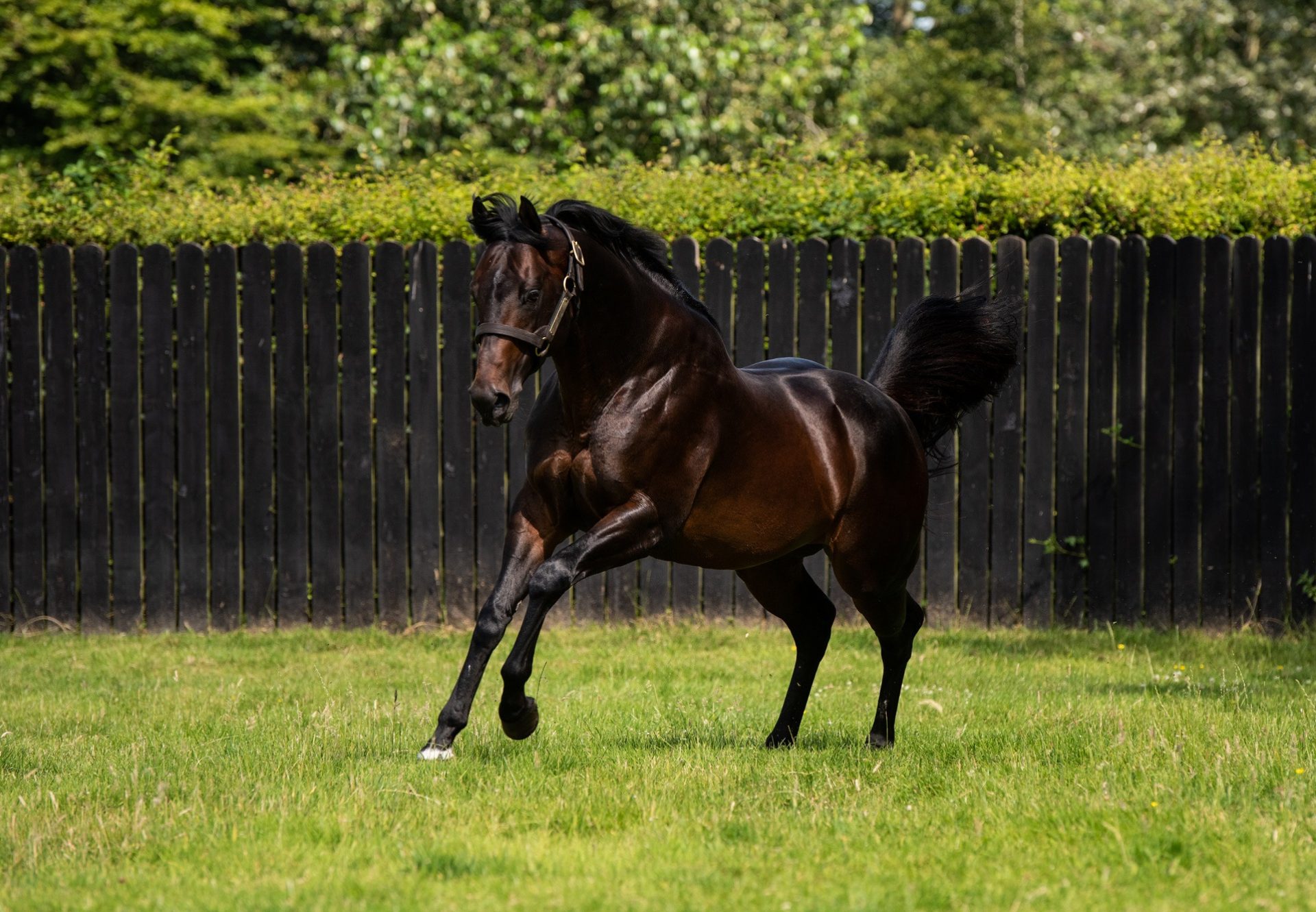 Ten Sovereigns Paddock