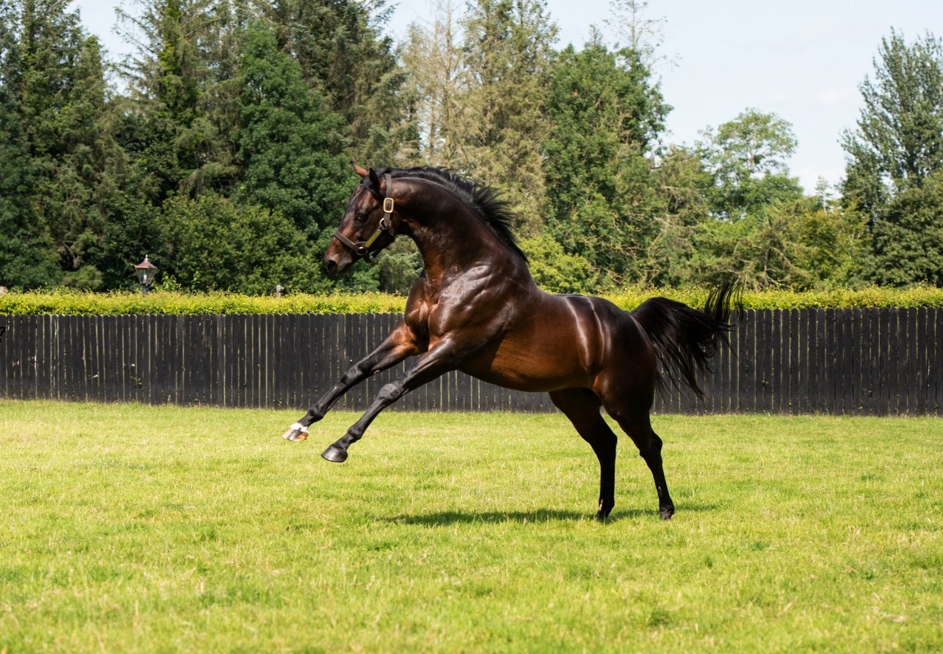 Ten Sovereigns Paddock