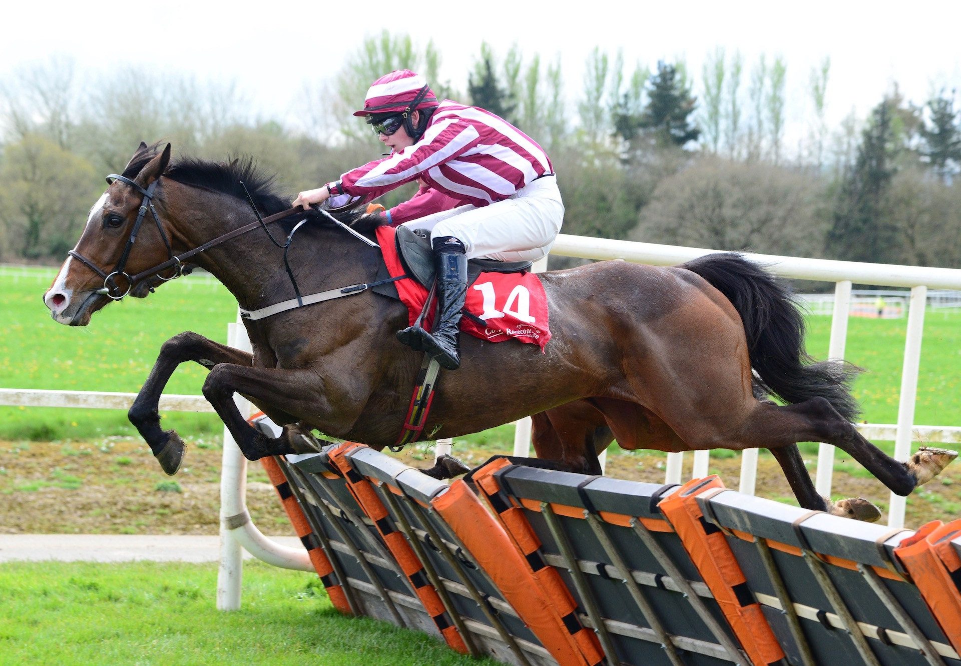 Tenzing (Milan) Wins The Maiden Hurdle At Cork